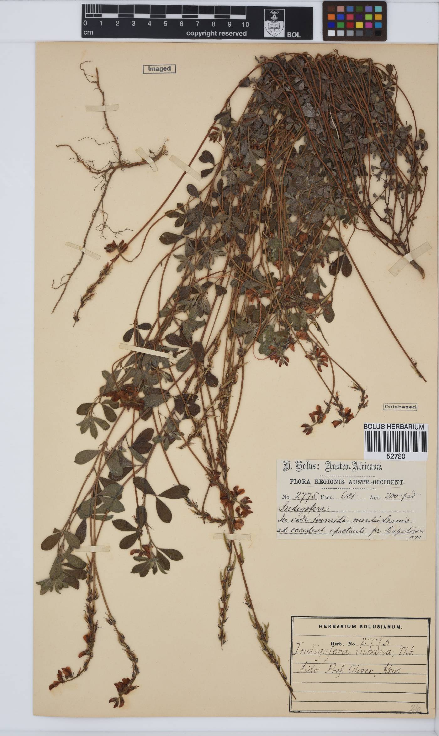 Indigofera incana image