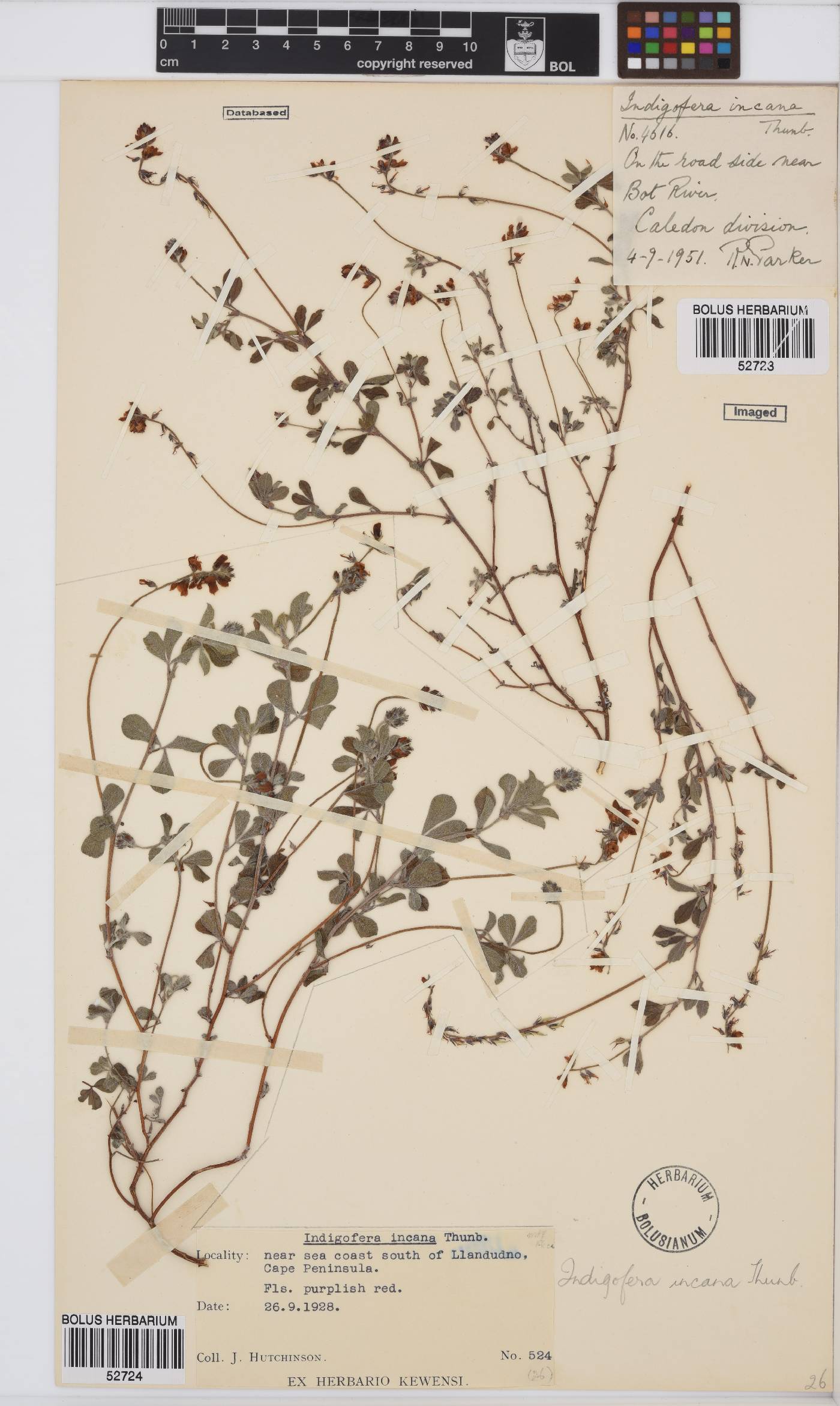 Indigofera incana image