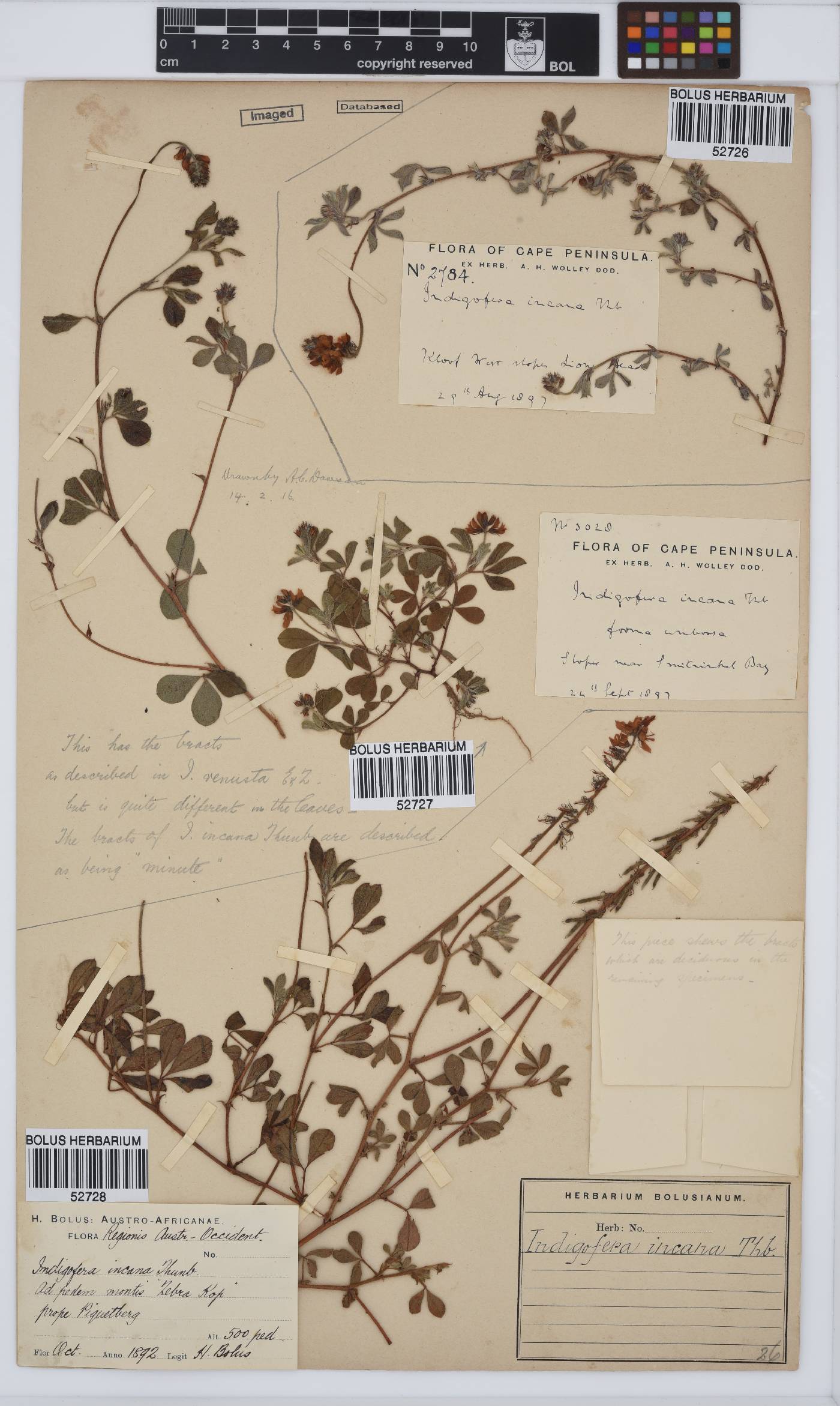 Indigofera incana image
