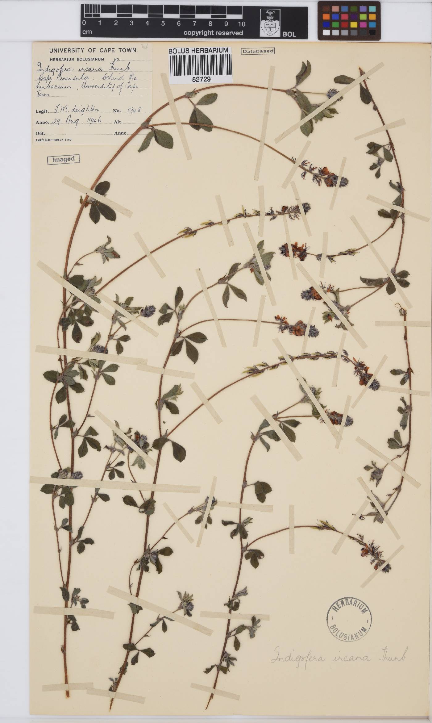 Indigofera incana image