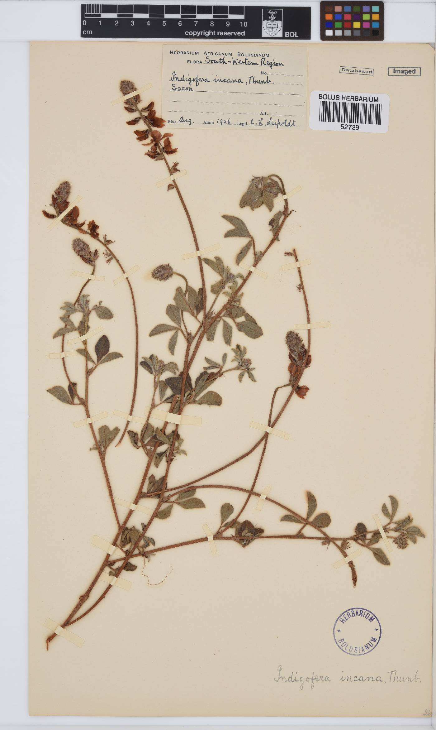 Indigofera incana image