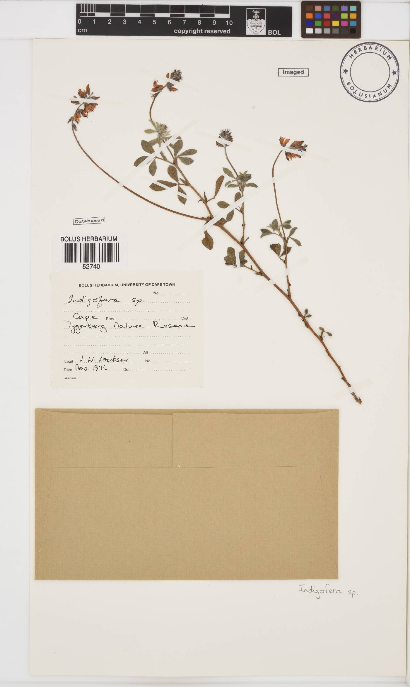 Indigofera incana image