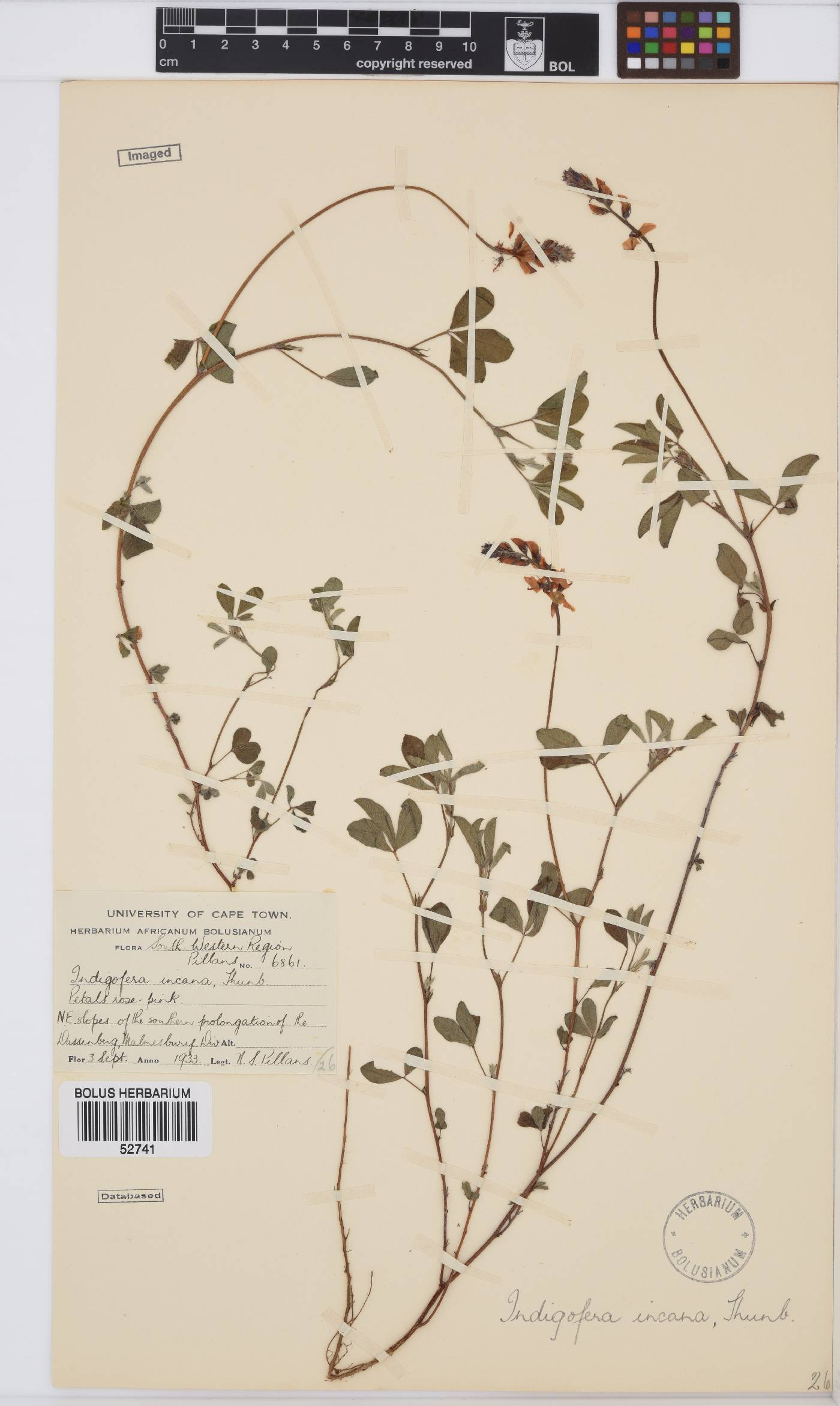 Indigofera incana image