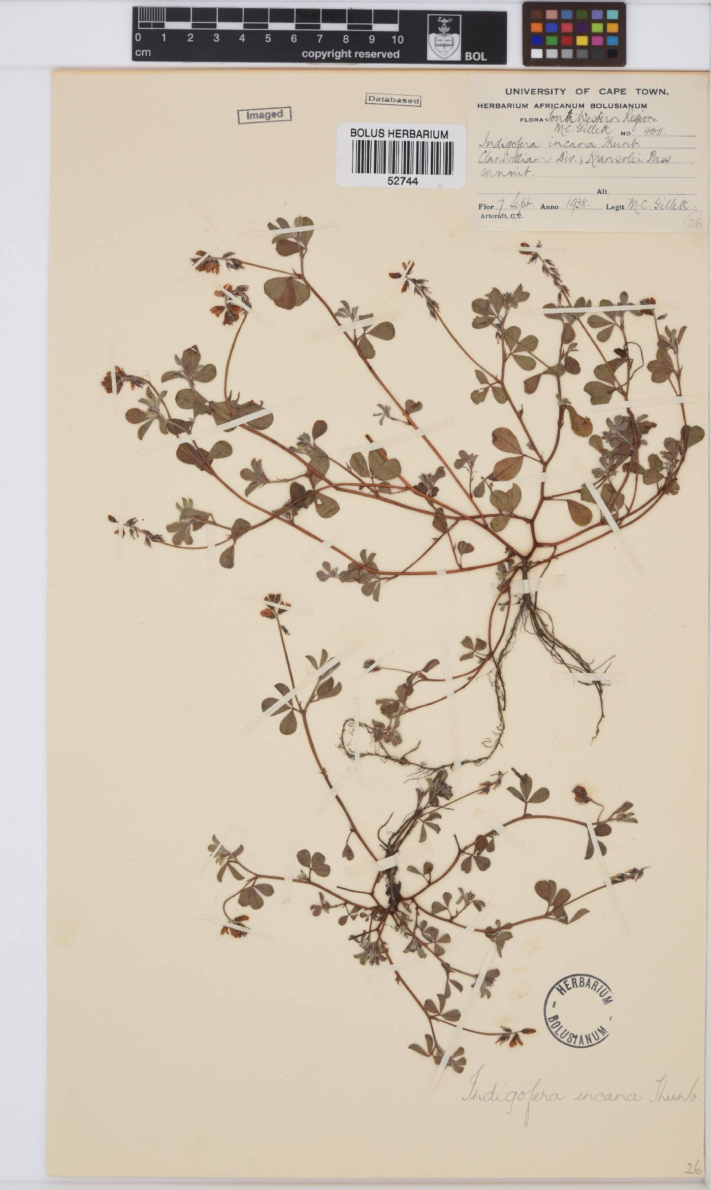 Indigofera incana image