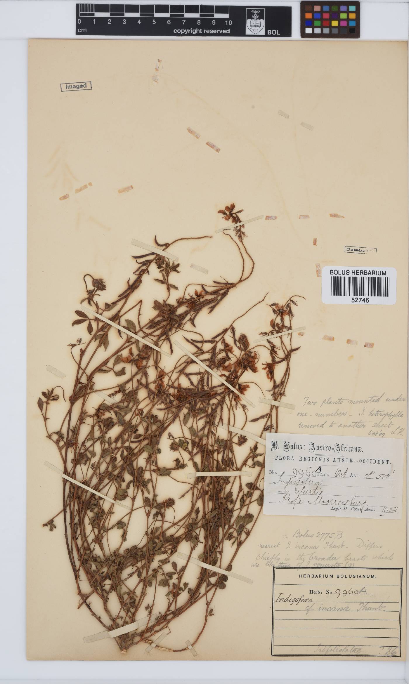 Indigofera incana image