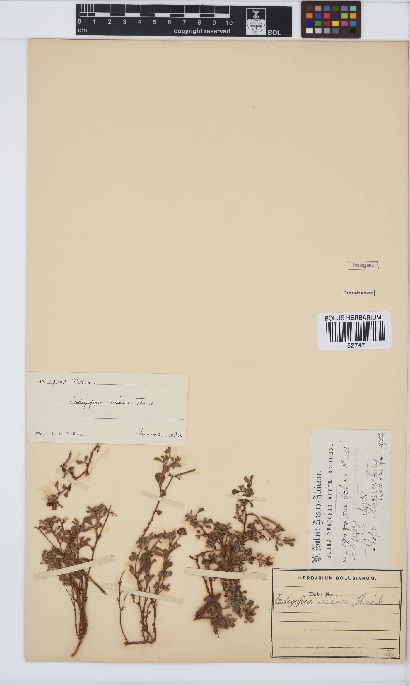Indigofera incana image