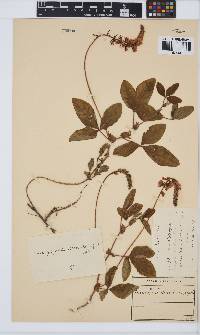 Indigofera dimidiata image