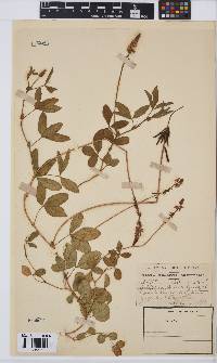 Indigofera dimidiata image