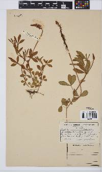 Indigofera dimidiata image