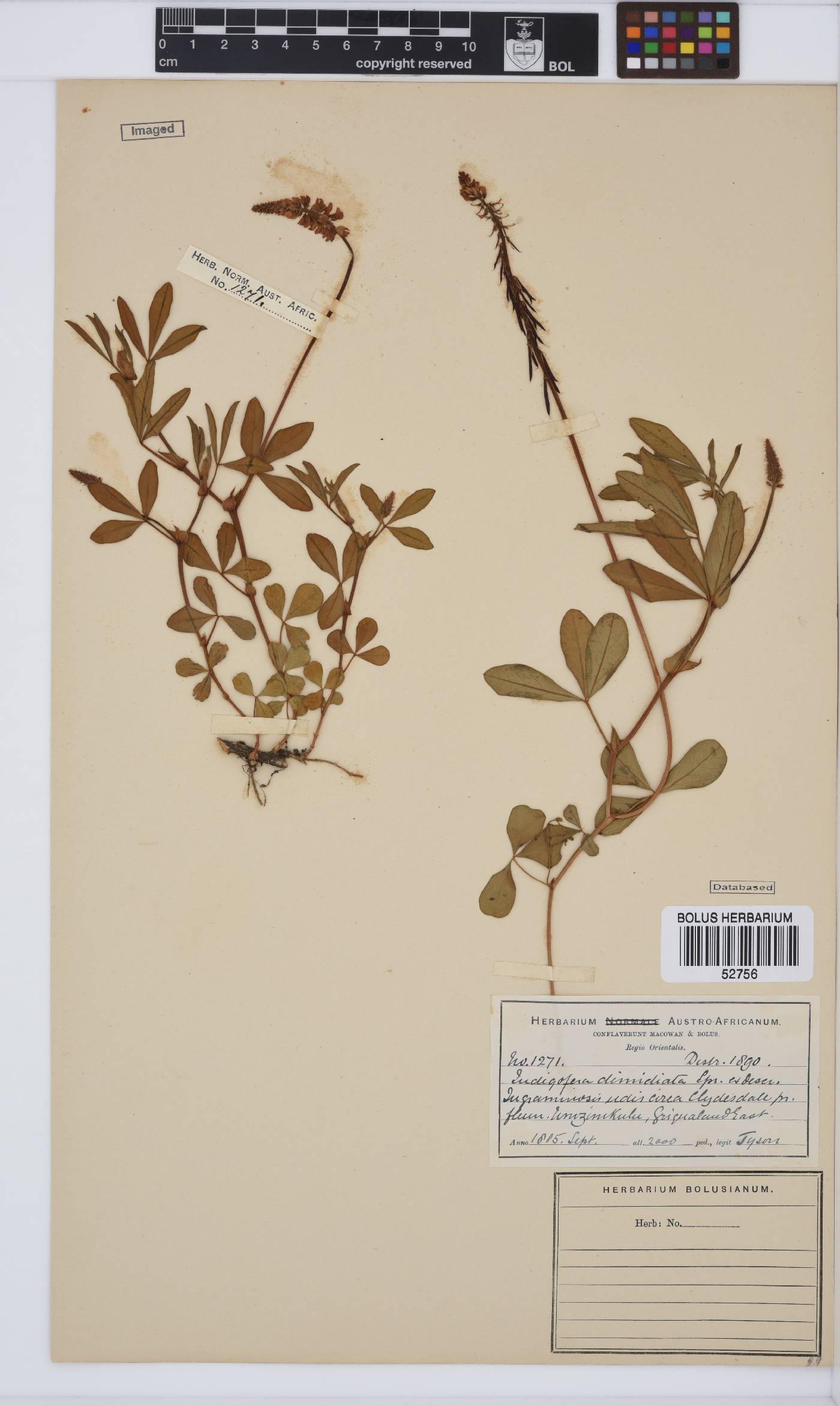 Indigofera dimidiata image