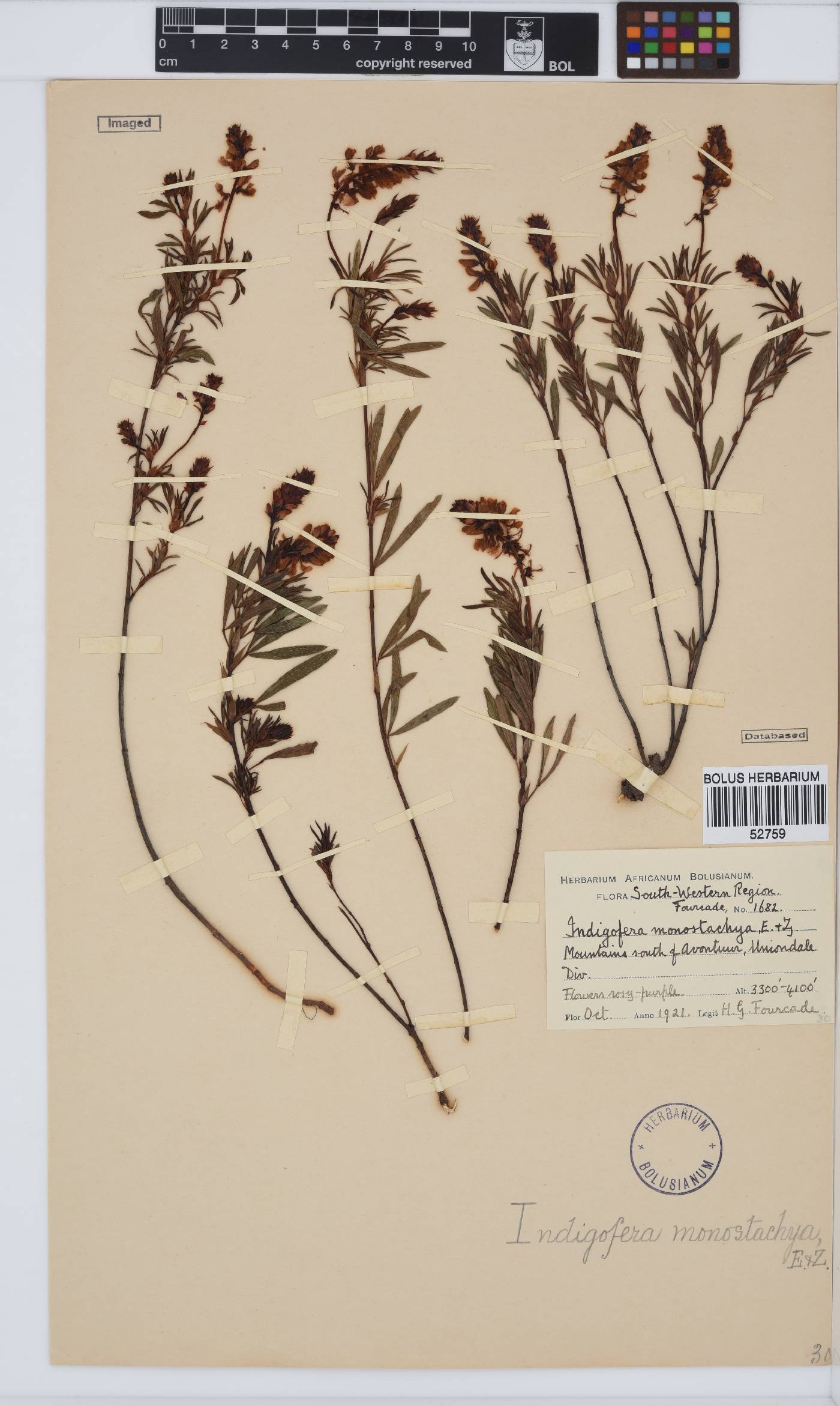 Indigofera monostachya image