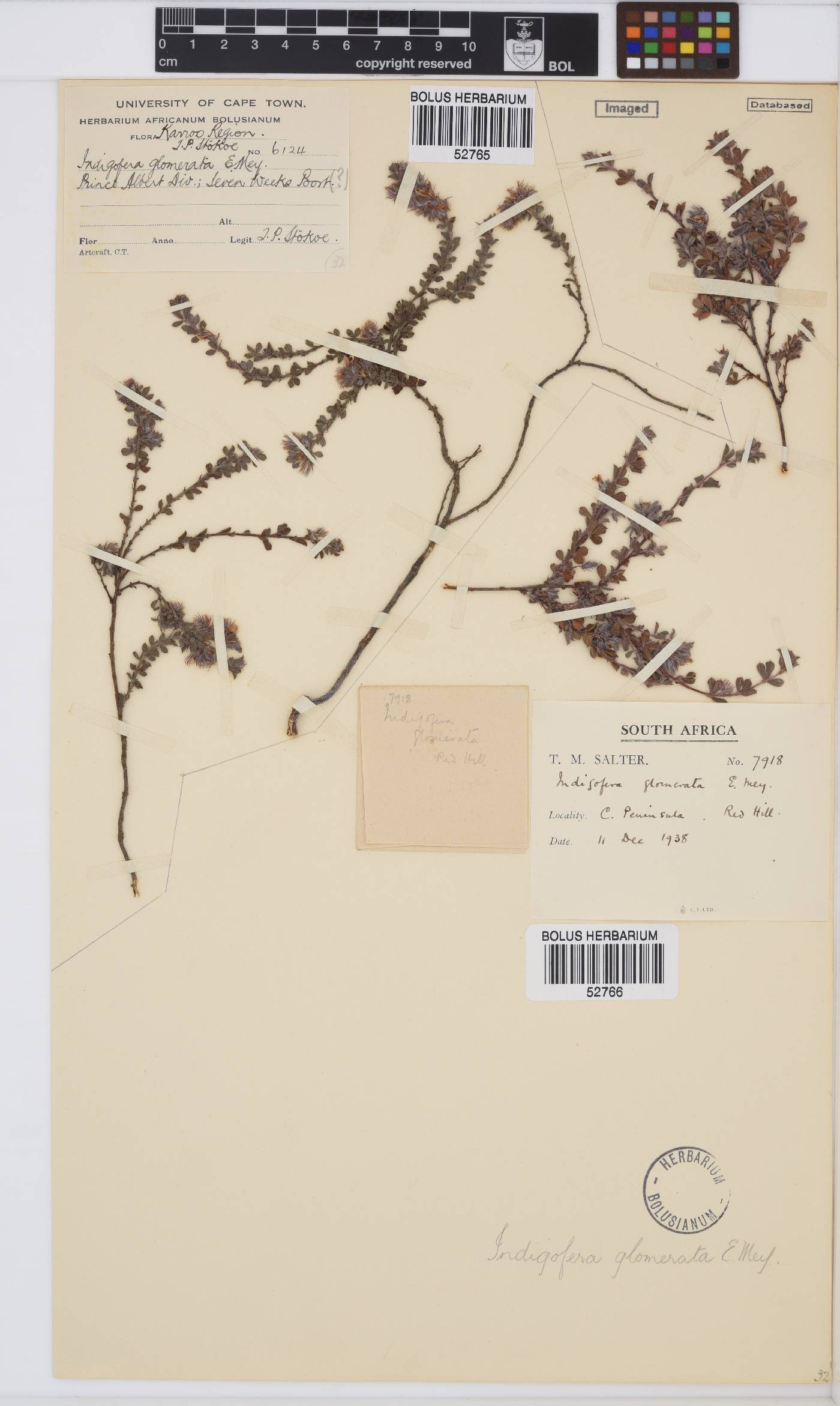 Indigofera glomerata image