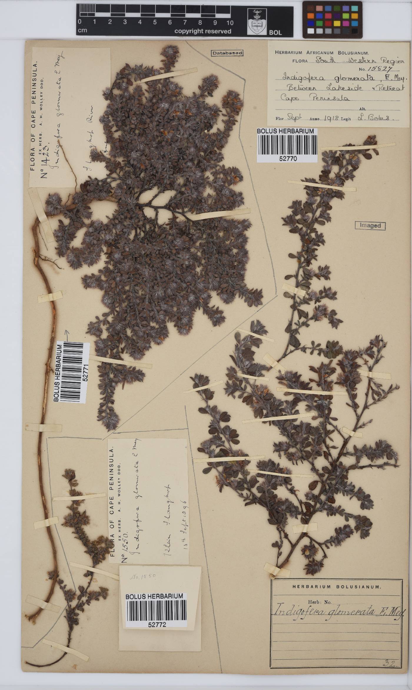 Indigofera glomerata image