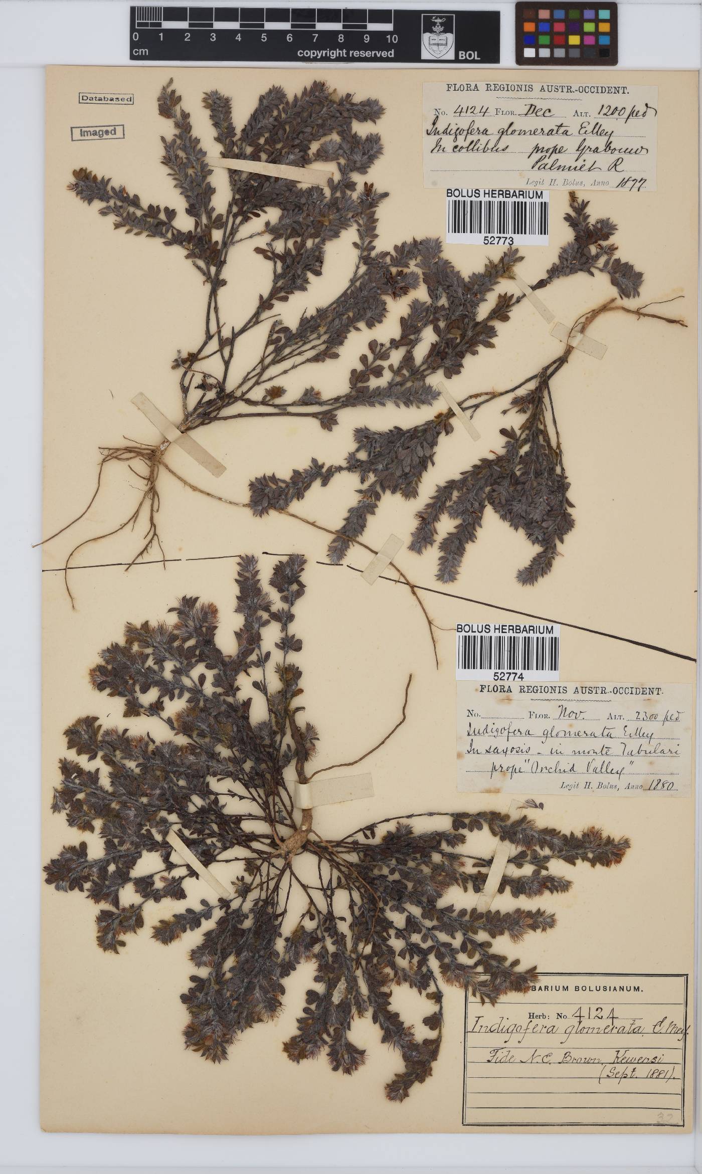 Indigofera glomerata image