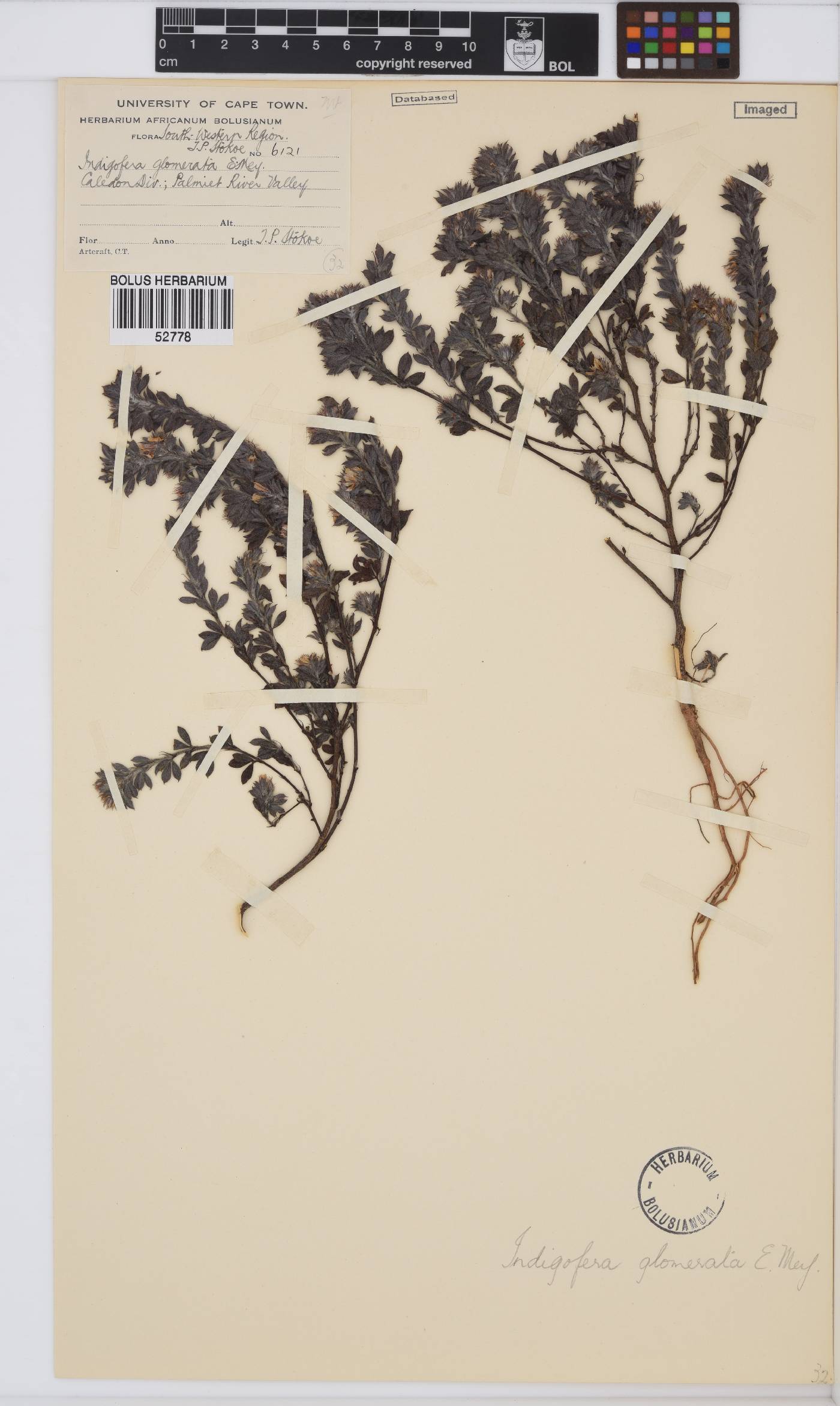 Indigofera glomerata image