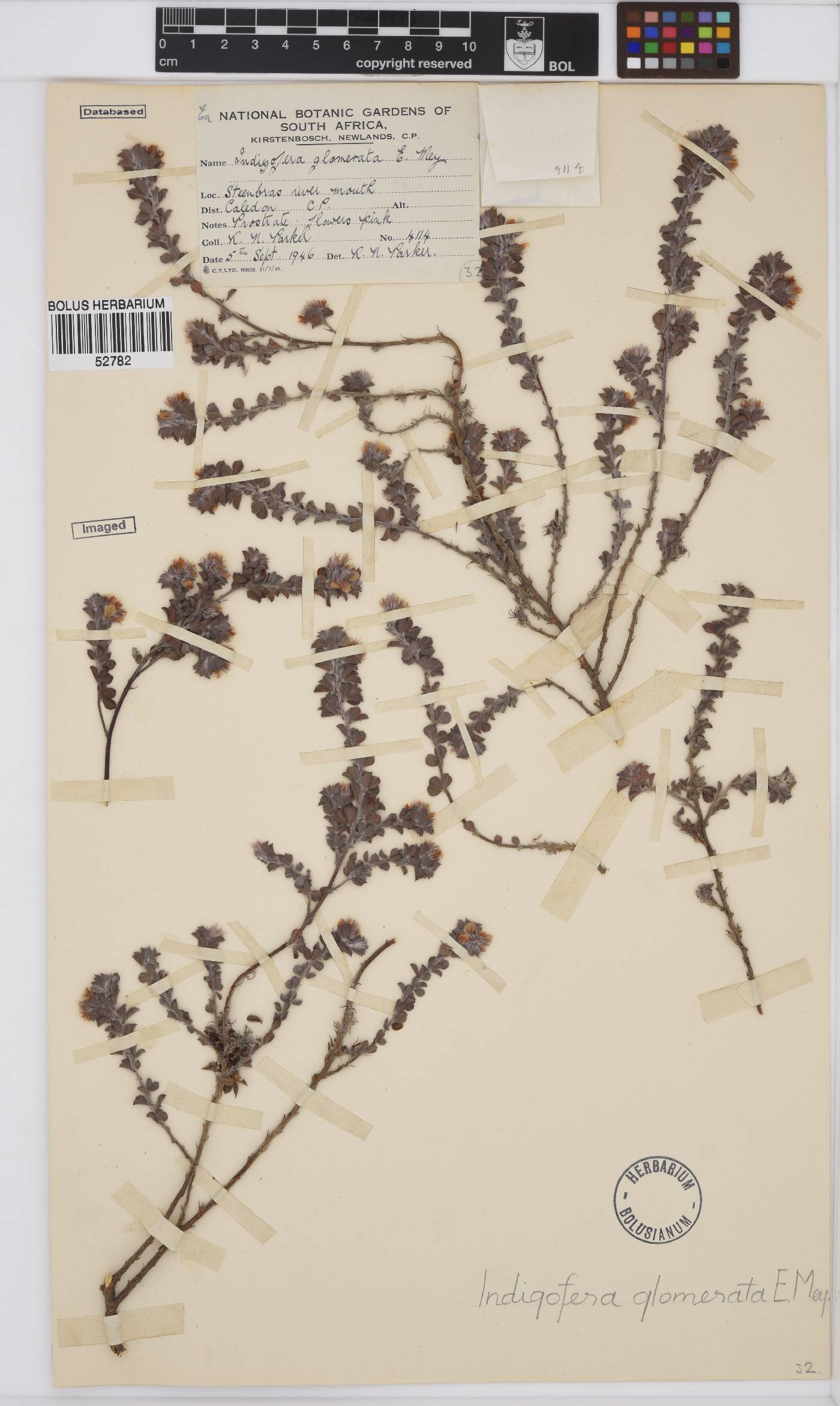 Indigofera glomerata image