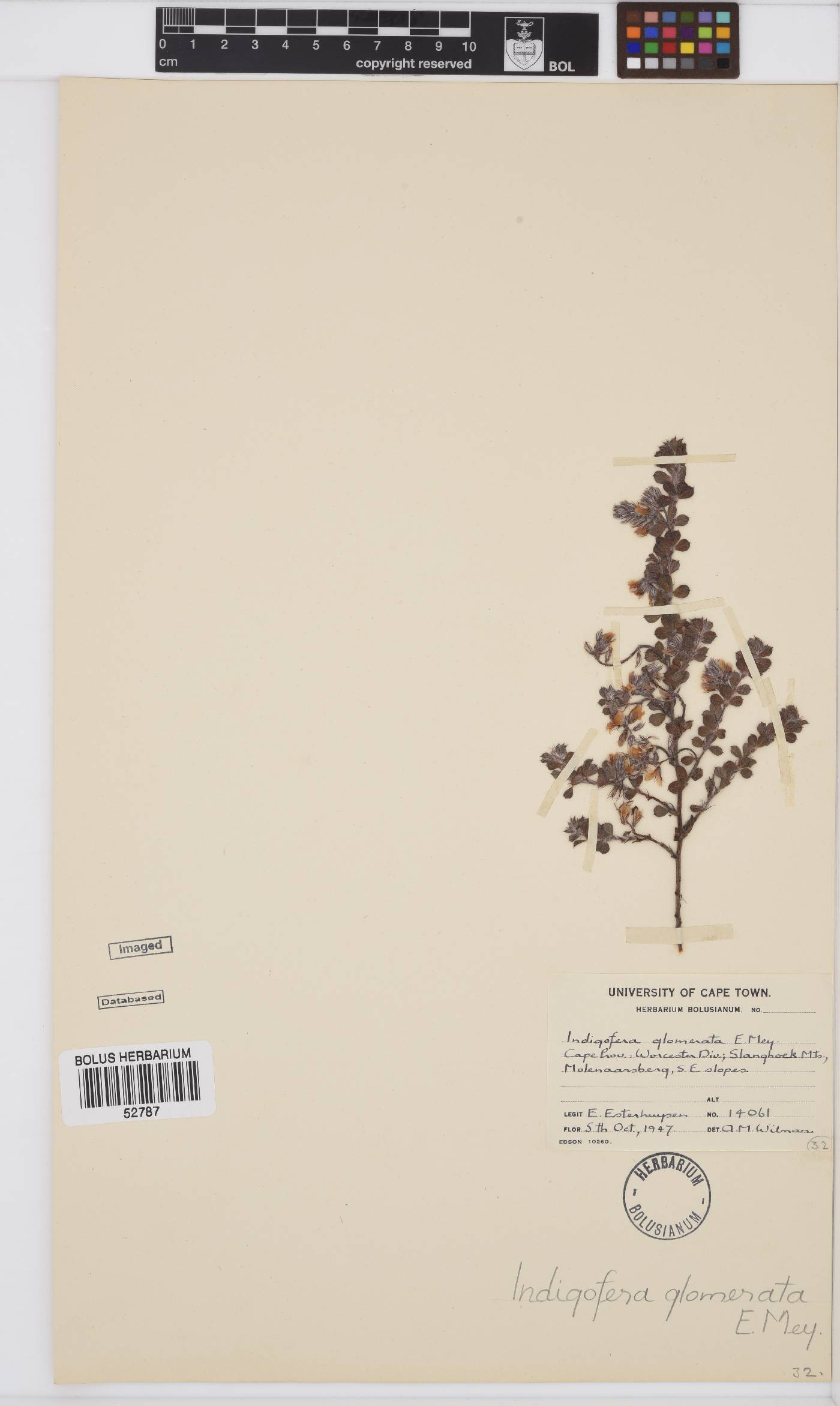 Indigofera glomerata image
