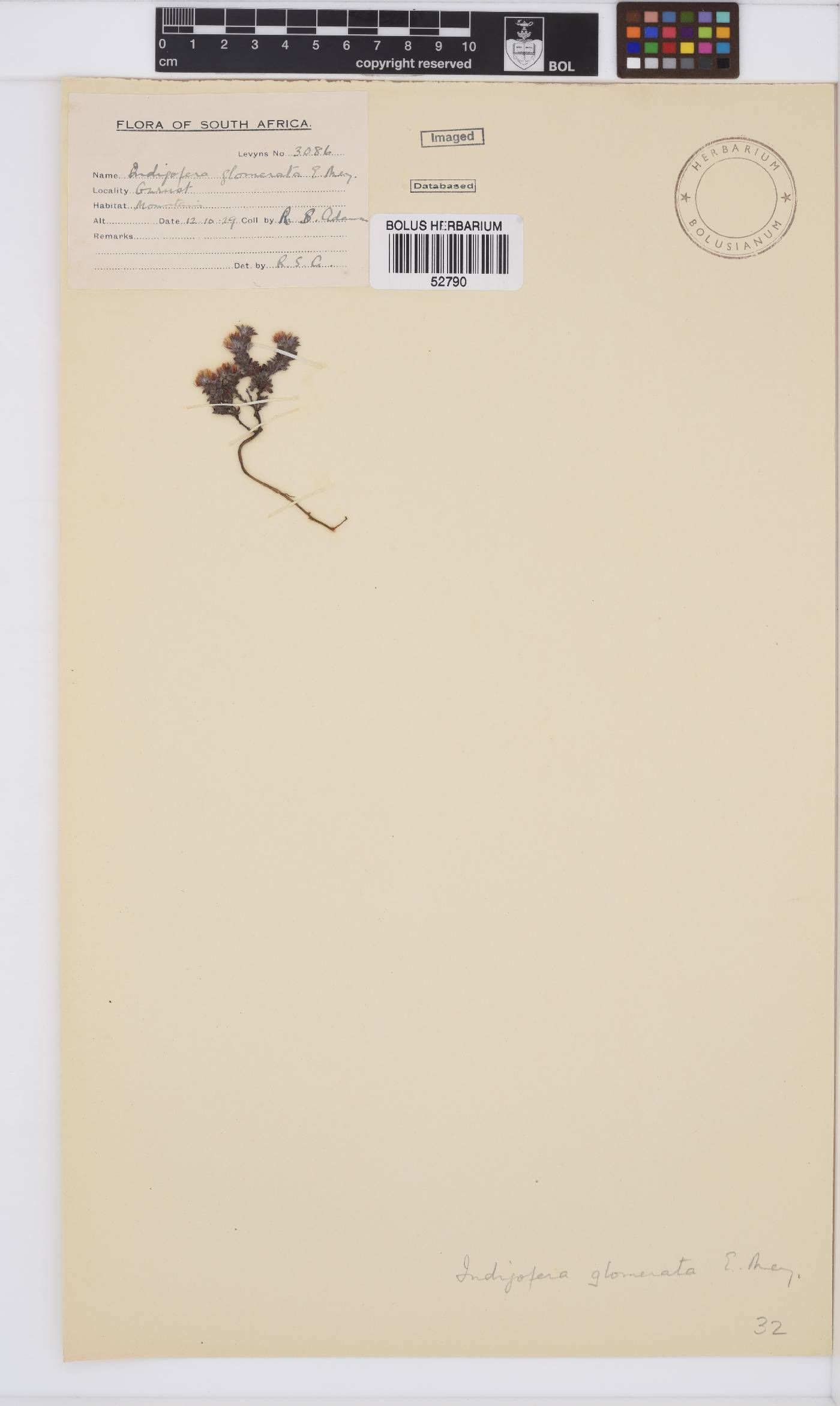 Indigofera glomerata image