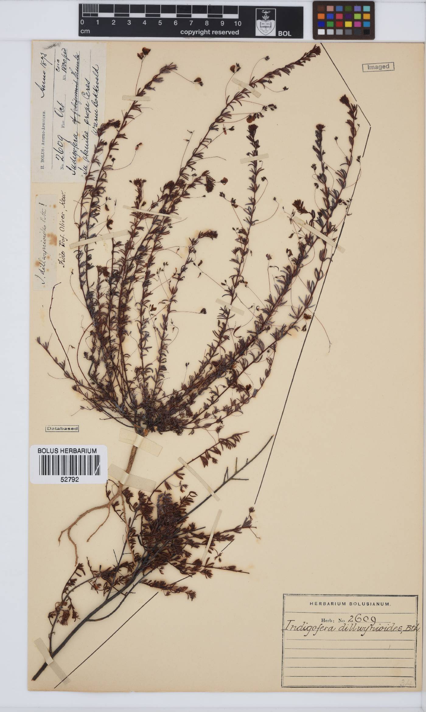 Indigofera filicaulis image