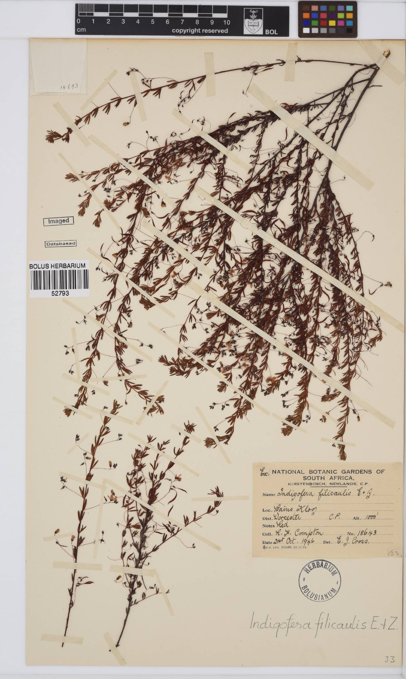 Indigofera filicaulis image