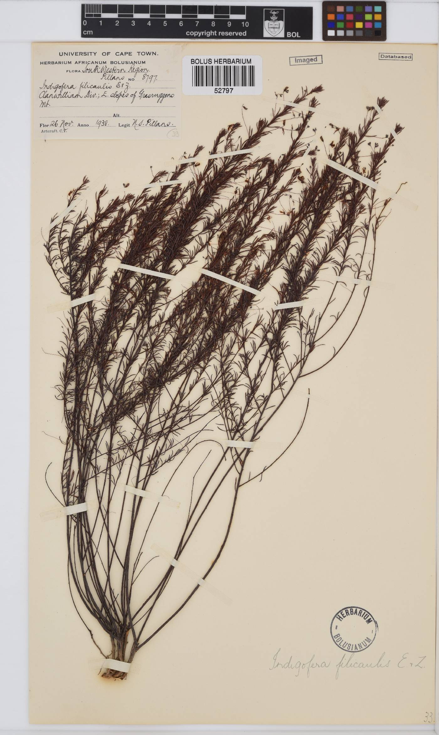 Indigofera filicaulis image