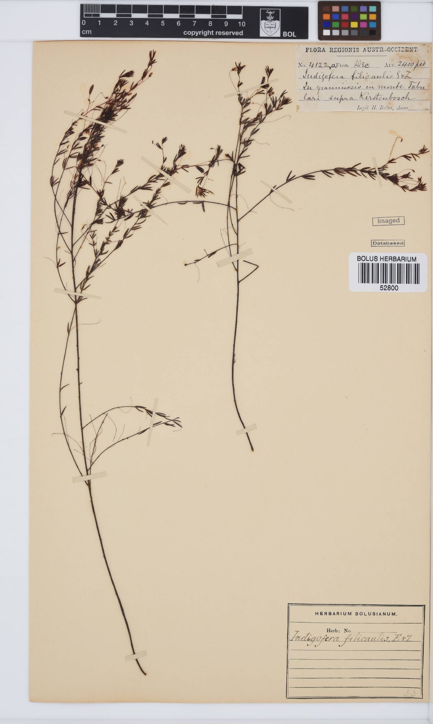 Indigofera filicaulis image