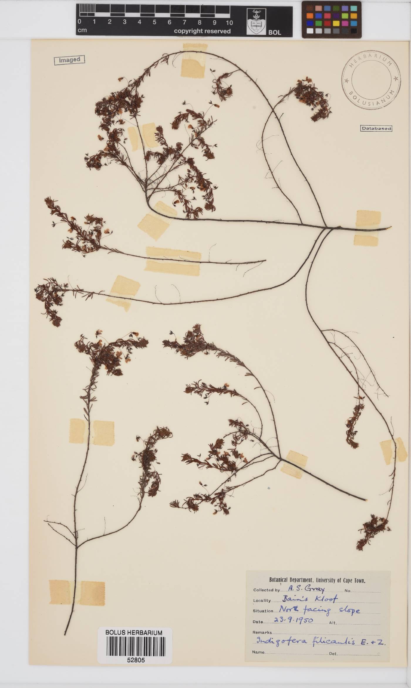 Indigofera image