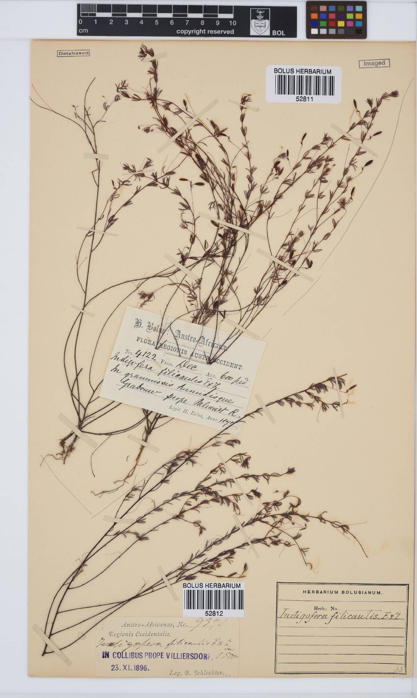 Indigofera filicaulis image
