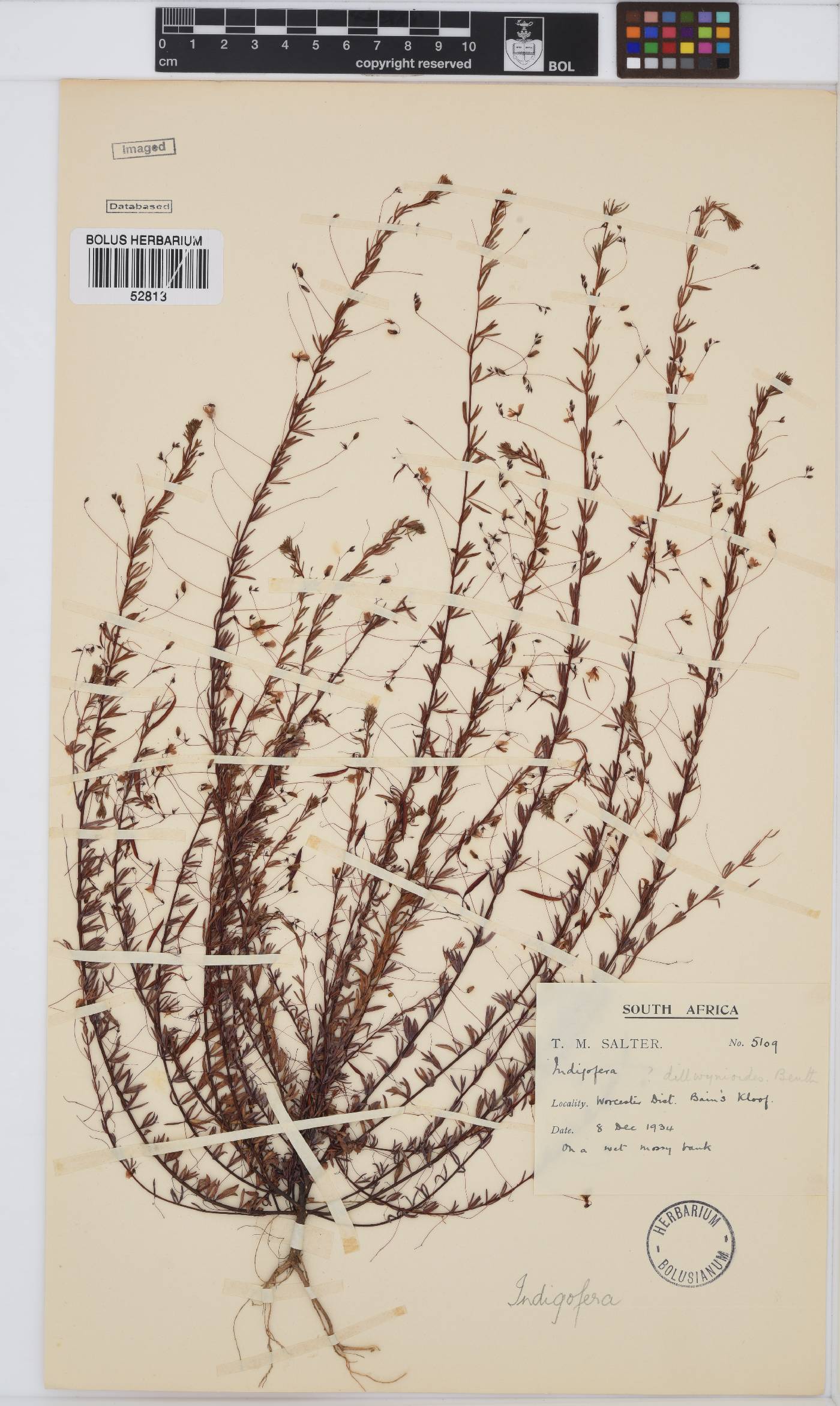 Indigofera filicaulis image