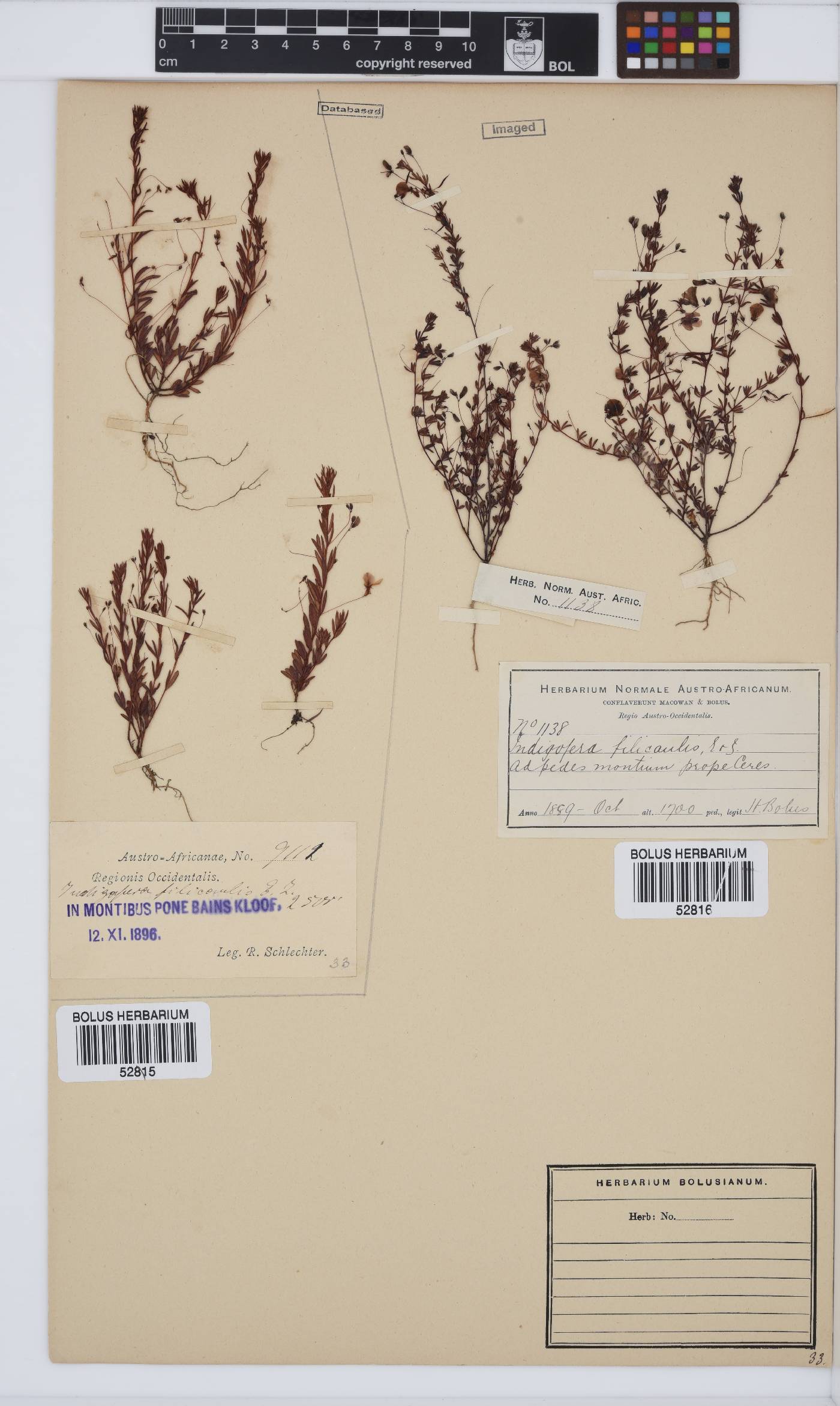 Indigofera filicaulis image