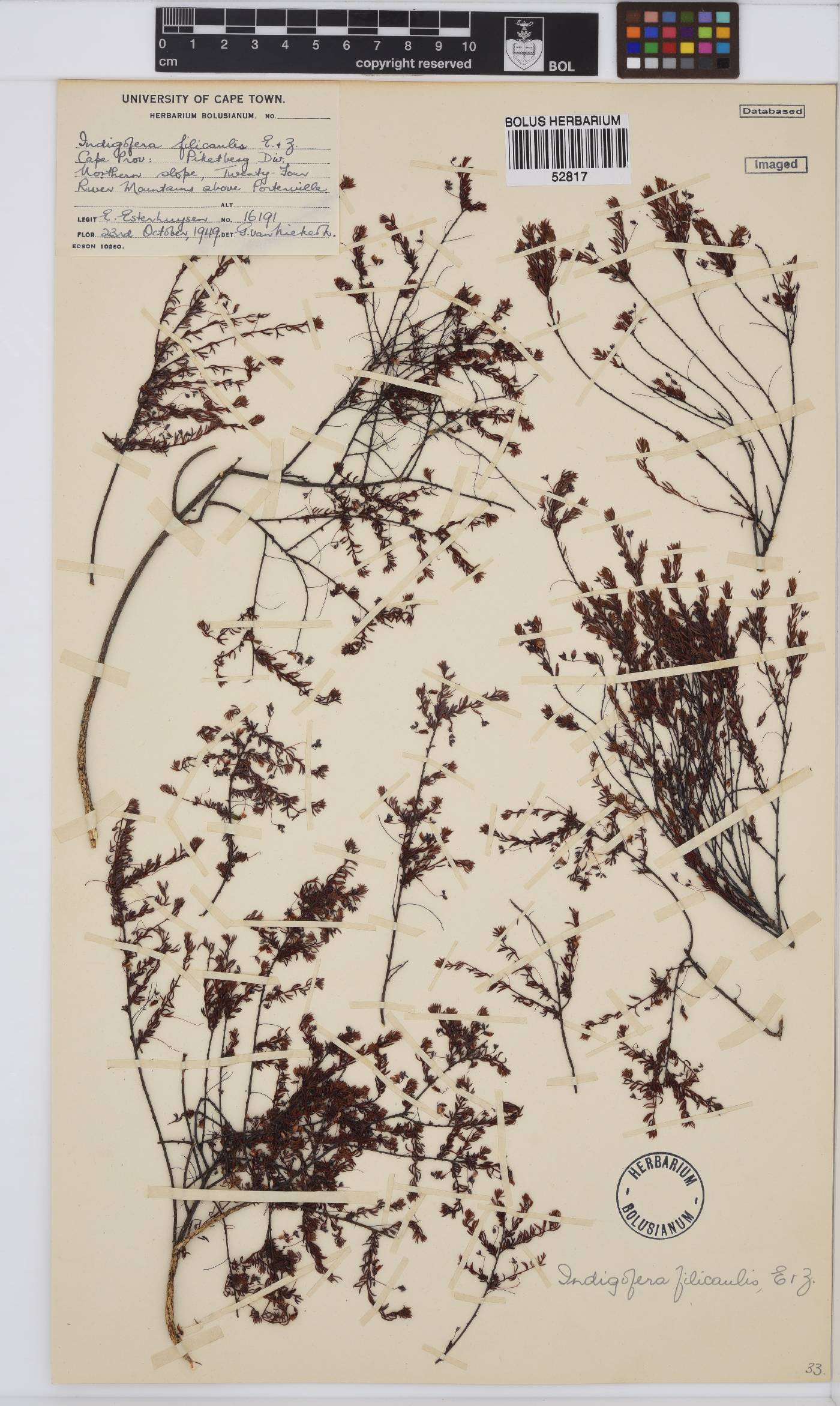Indigofera filicaulis image