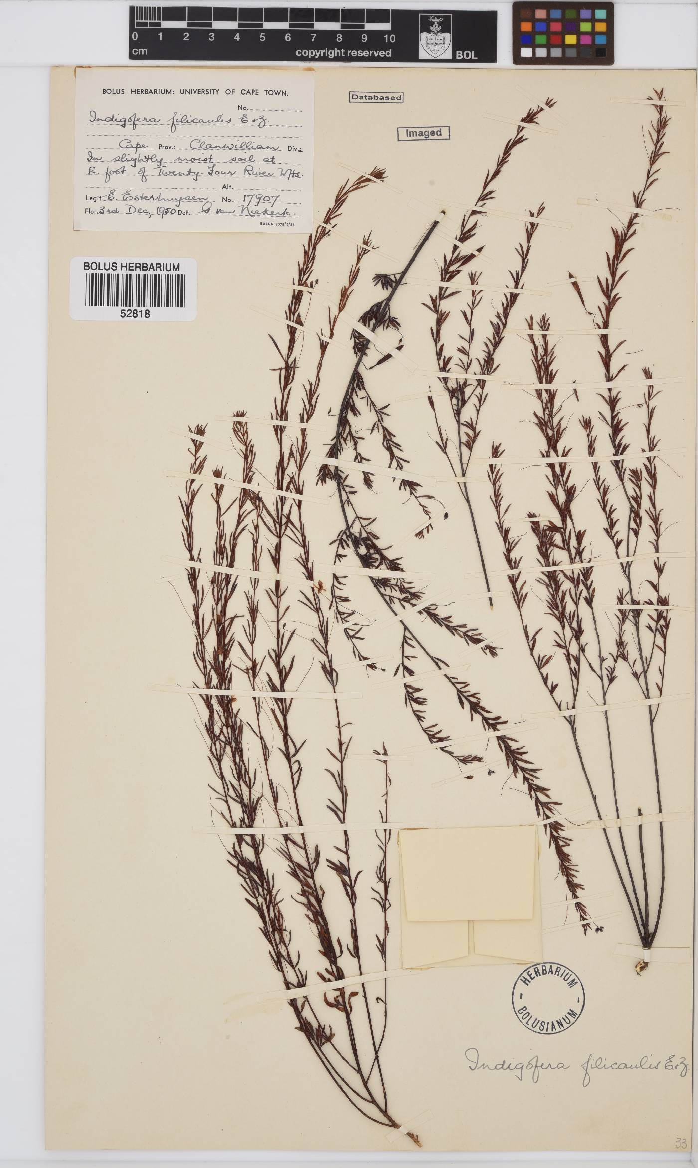 Indigofera filicaulis image