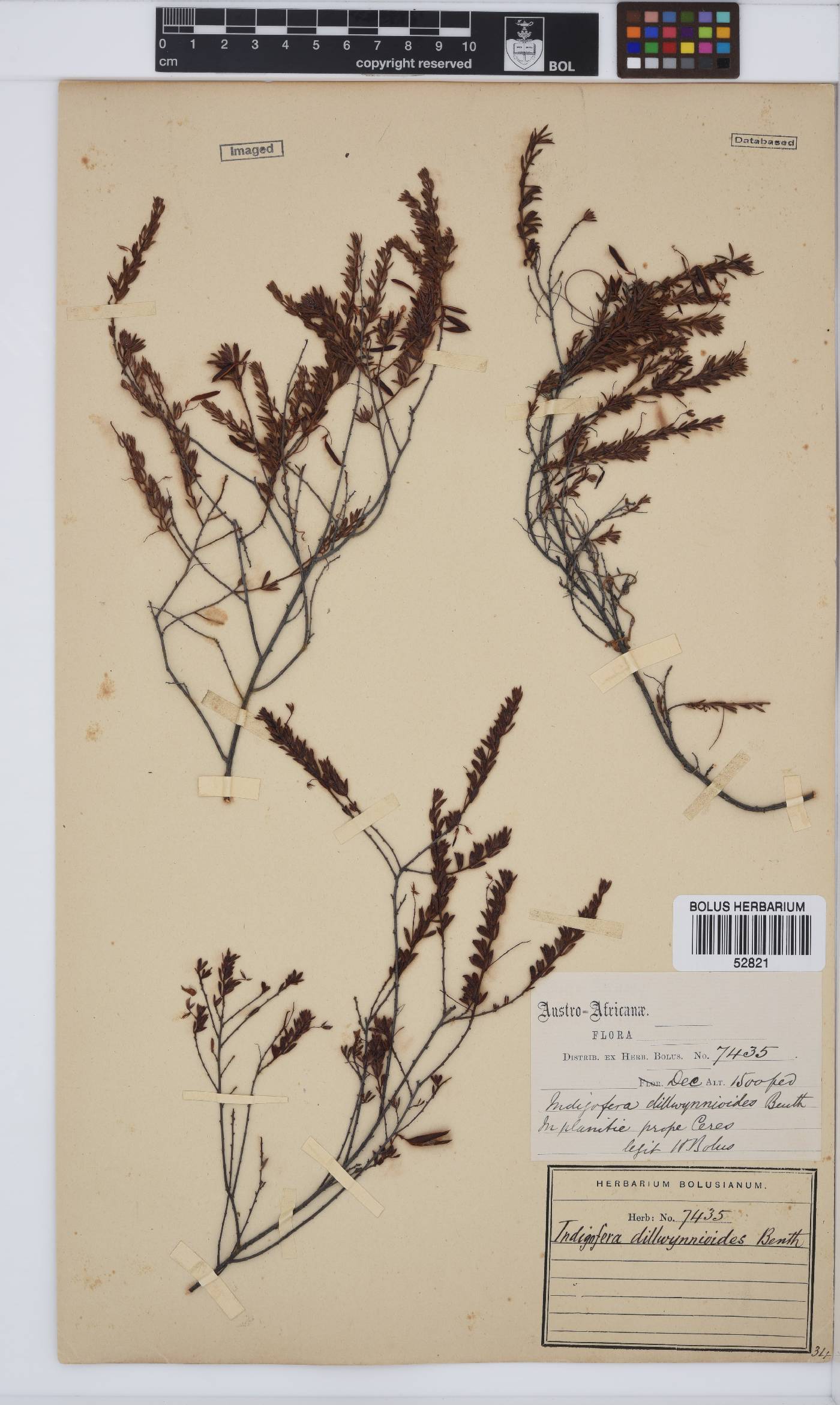 Indigofera dillwynioides image