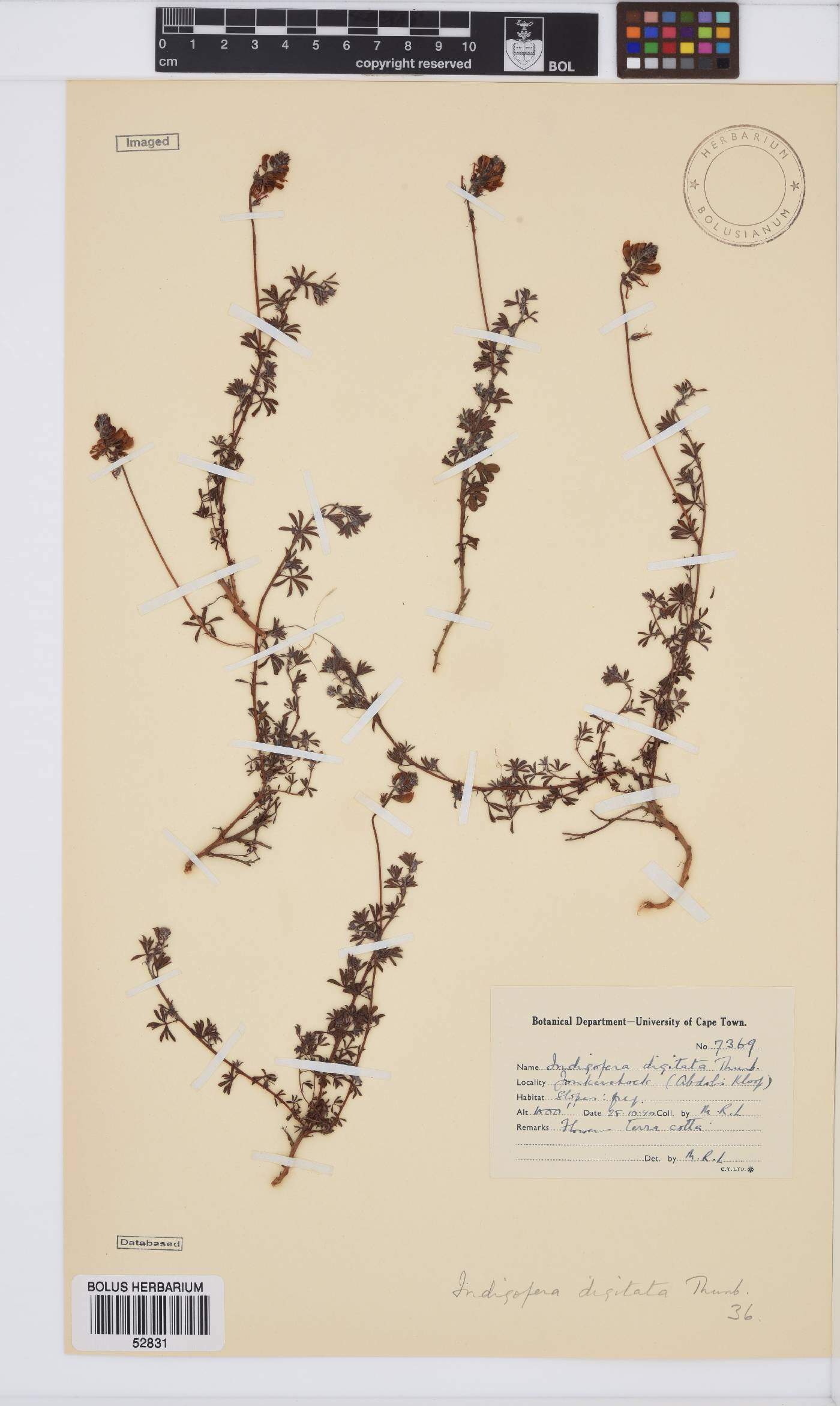 Indigofera digitata image