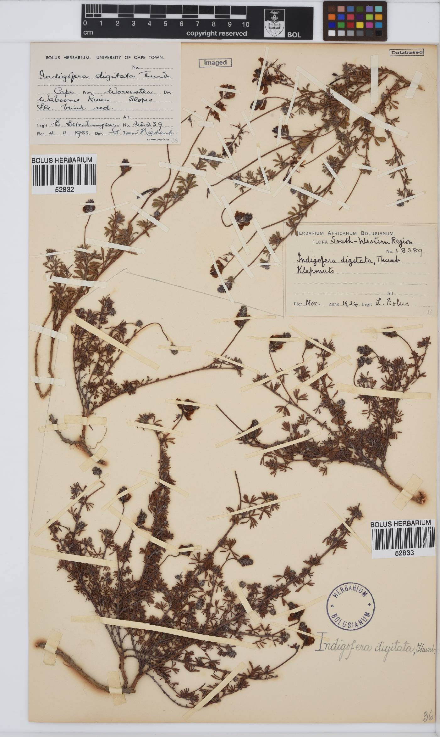 Indigofera digitata image