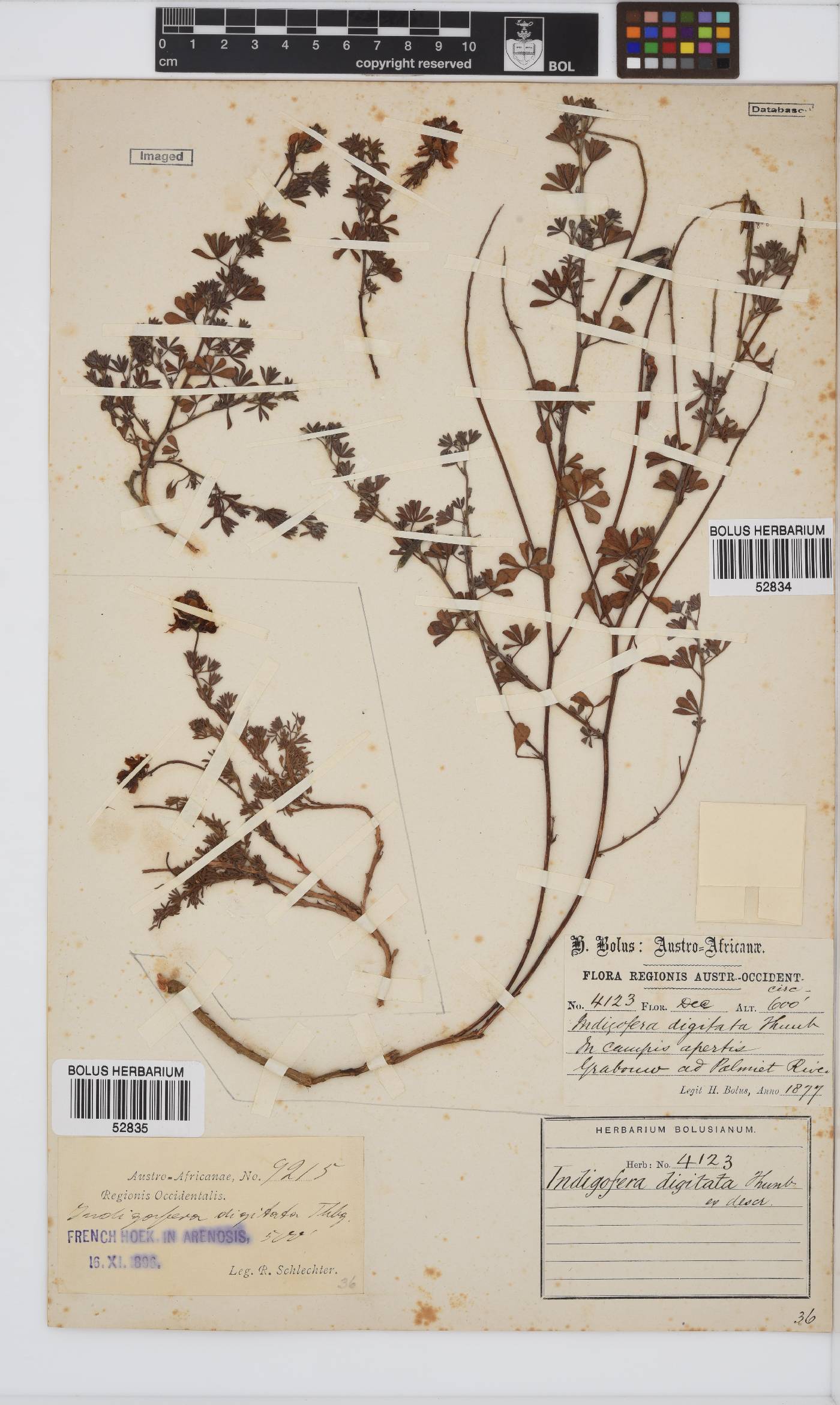 Indigofera digitata image