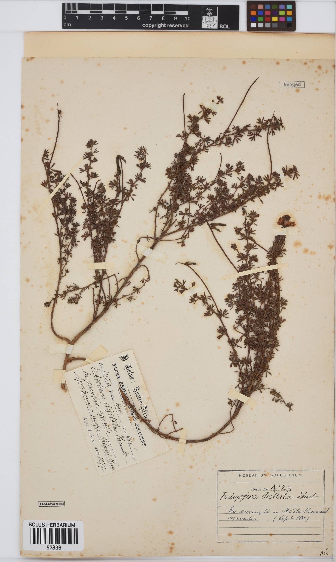 Indigofera digitata image