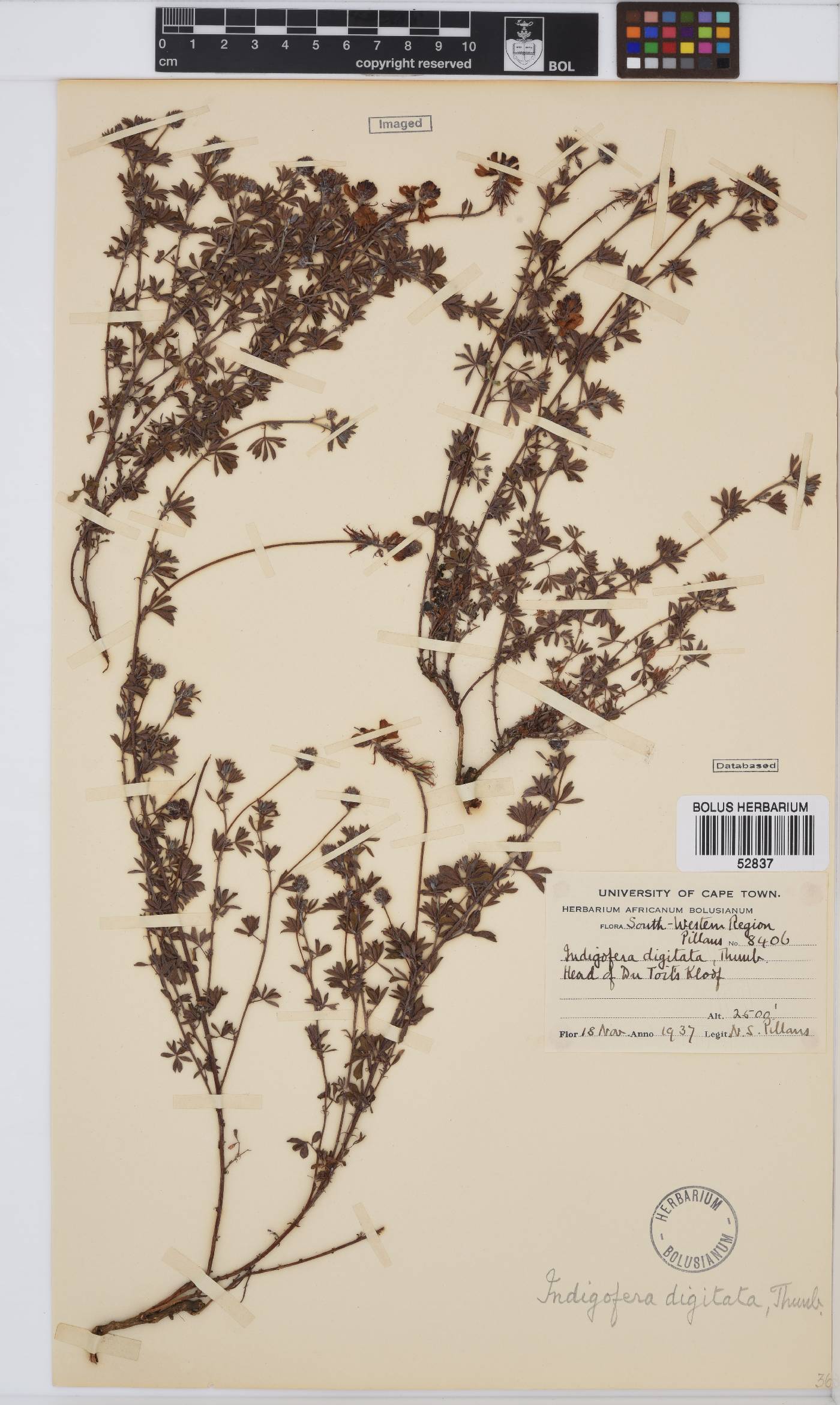 Indigofera digitata image