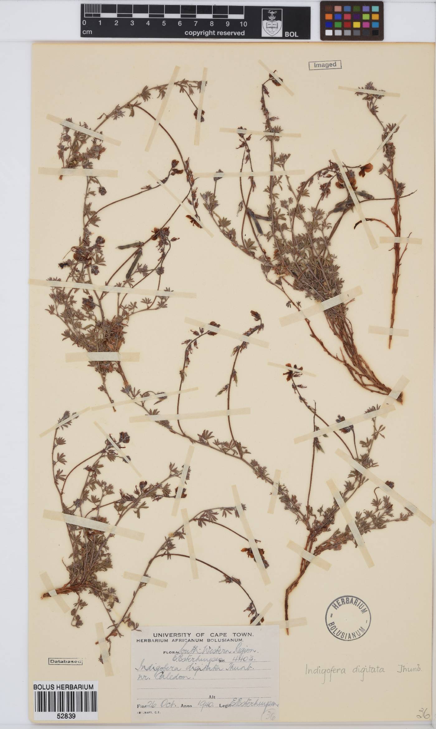 Indigofera digitata image