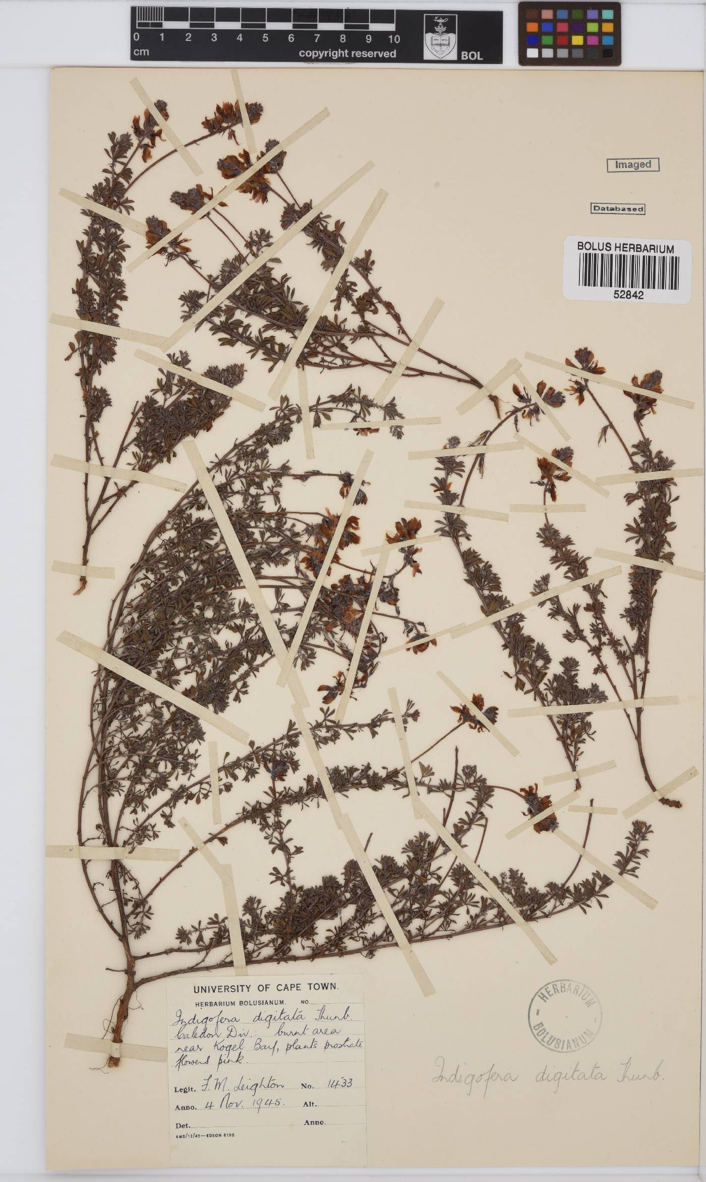 Indigofera digitata image