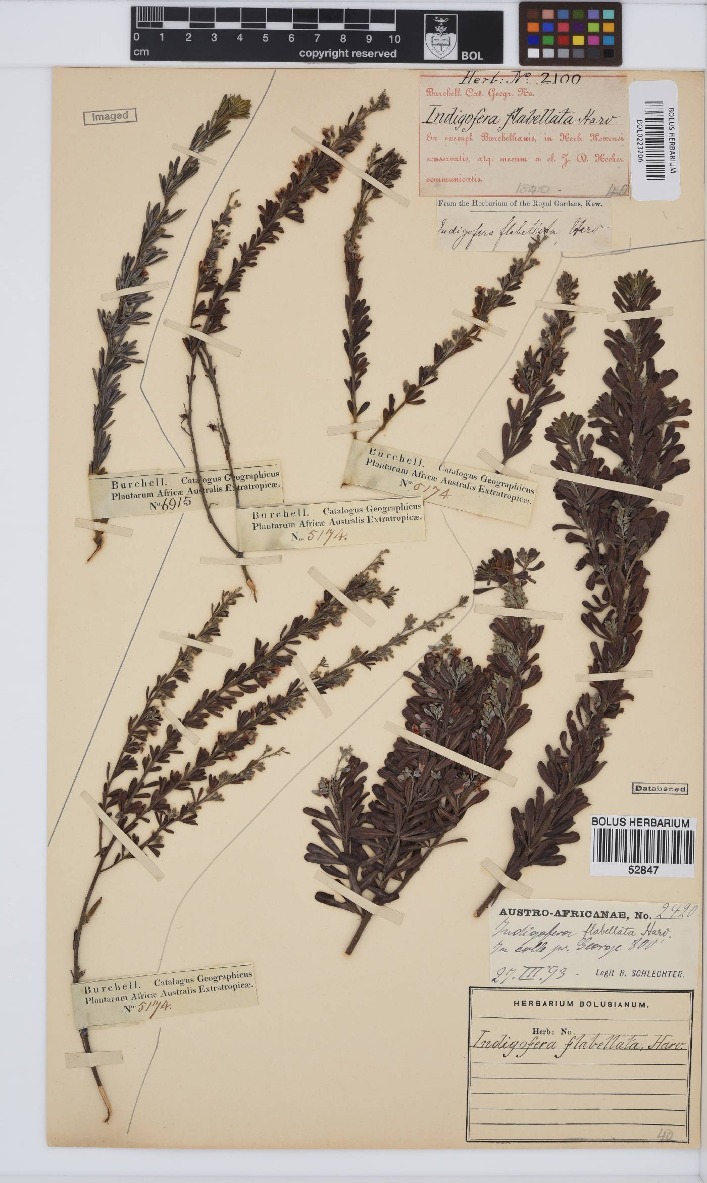 Indigofera flabellata image