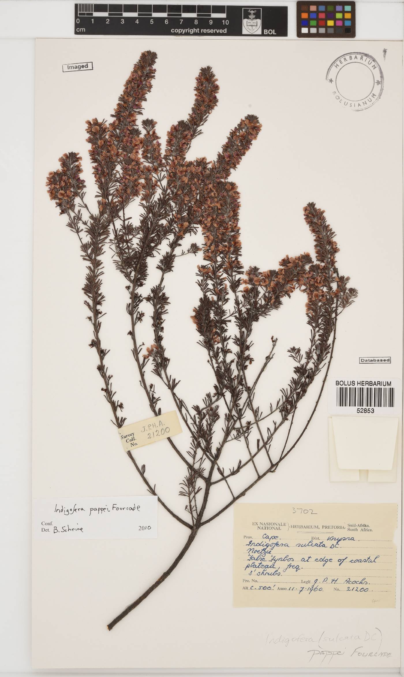 Indigofera pappei image