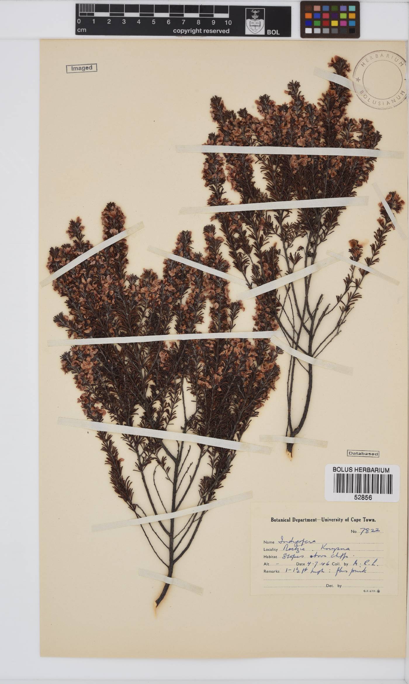 Indigofera pappei image