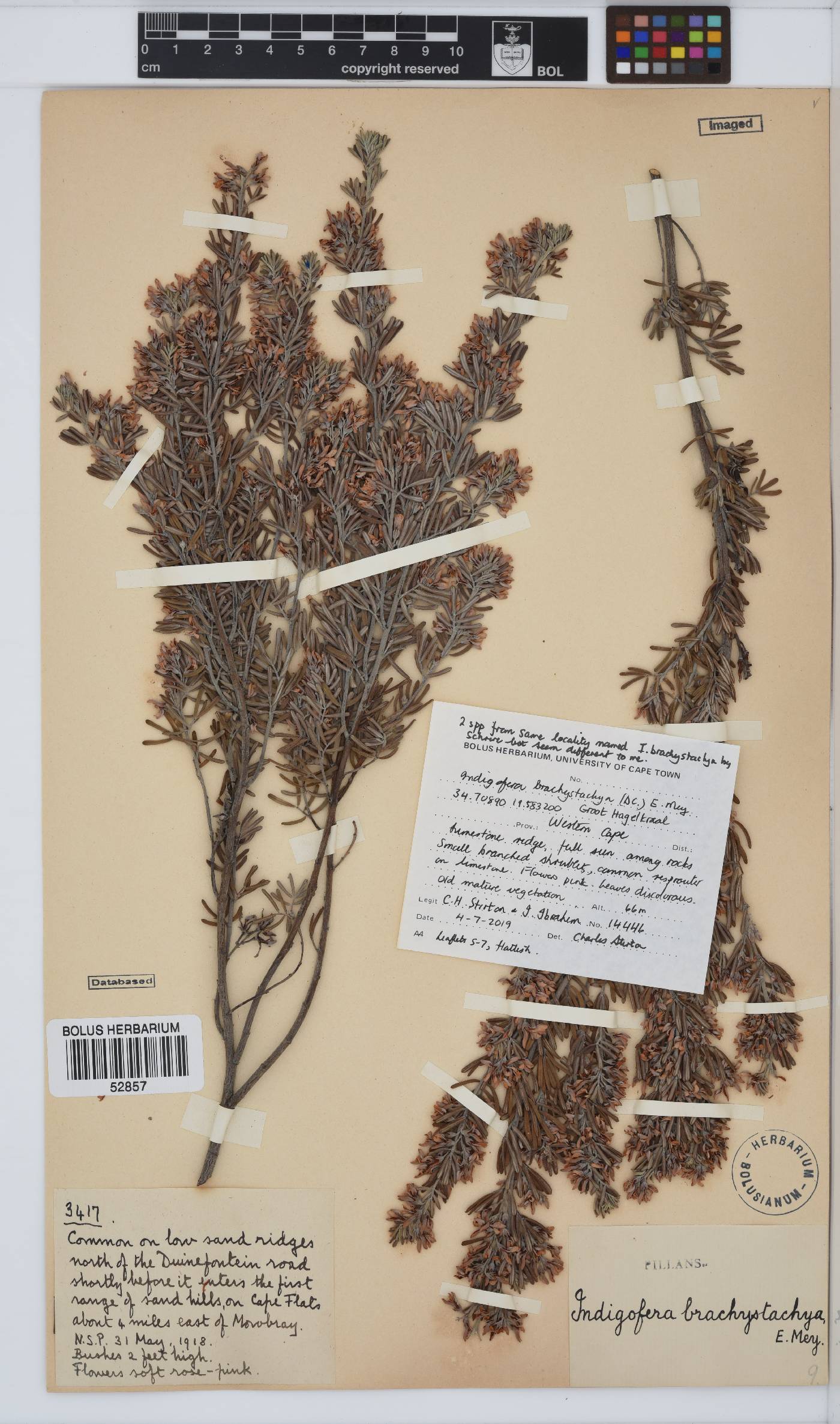 Indigofera brachystachya image