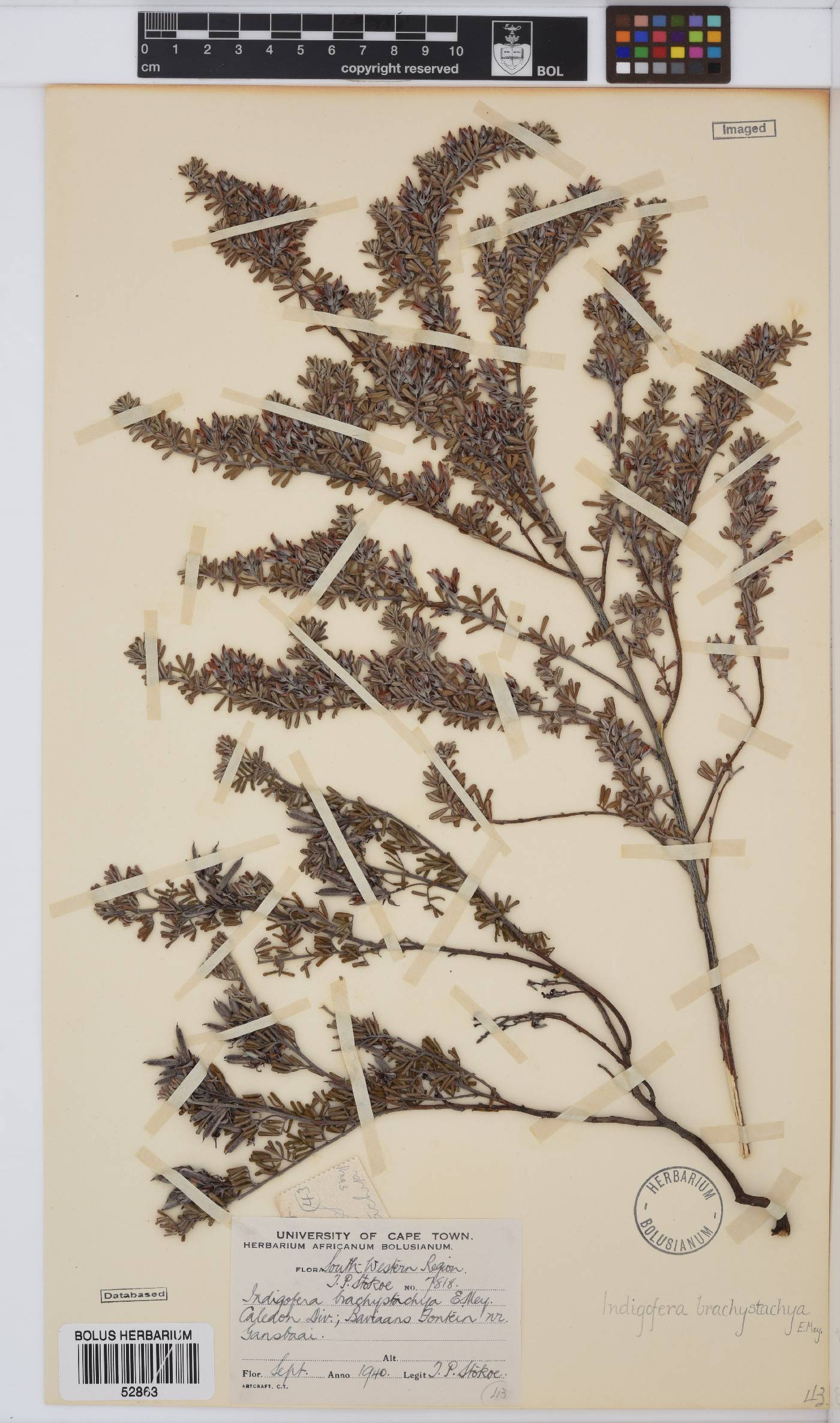 Indigofera brachystachya image
