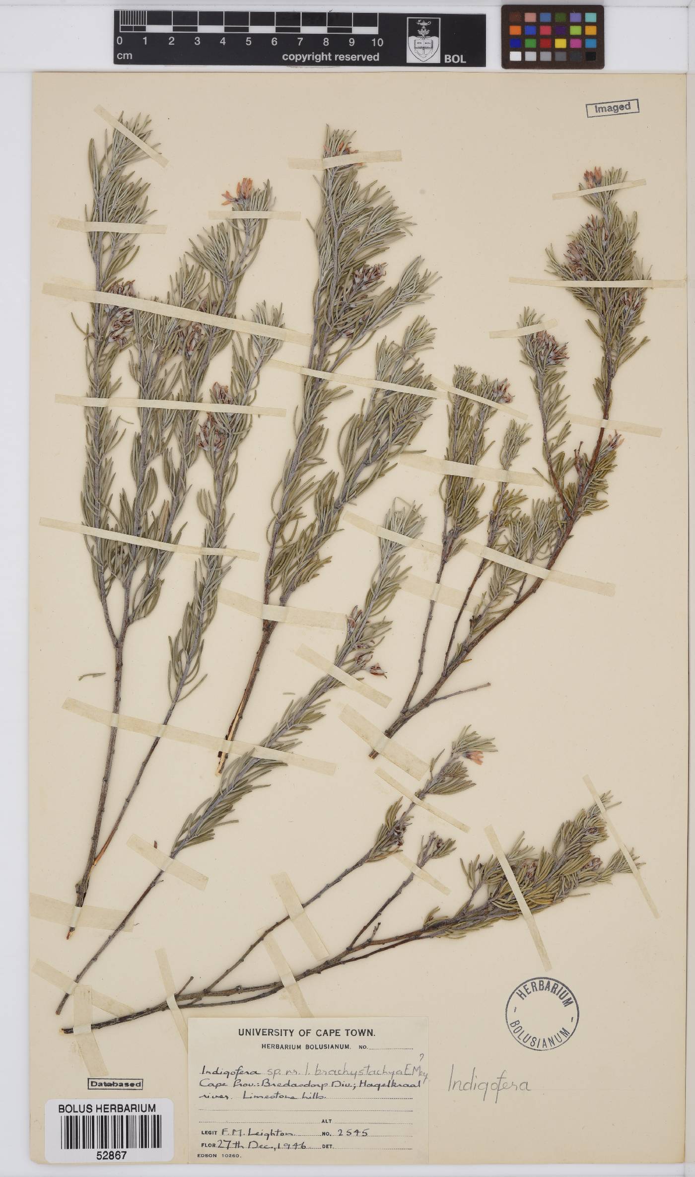 Indigofera brachystachya image