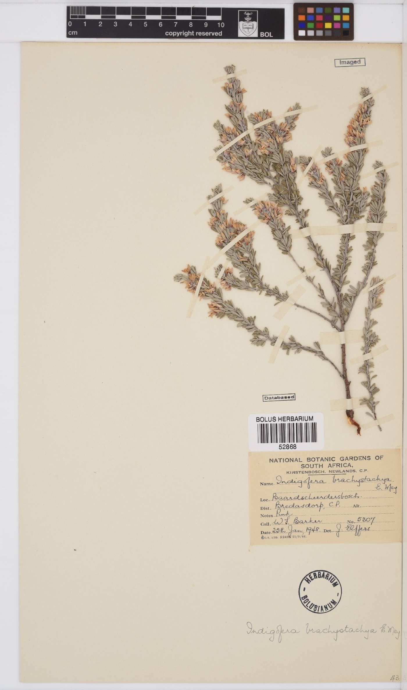 Indigofera brachystachya image