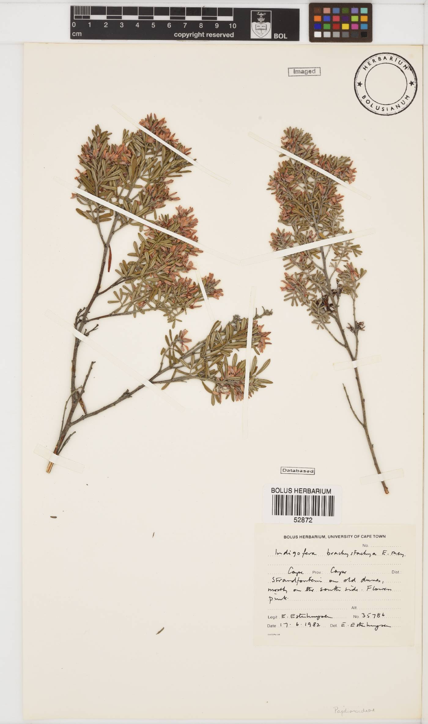 Indigofera brachystachya image