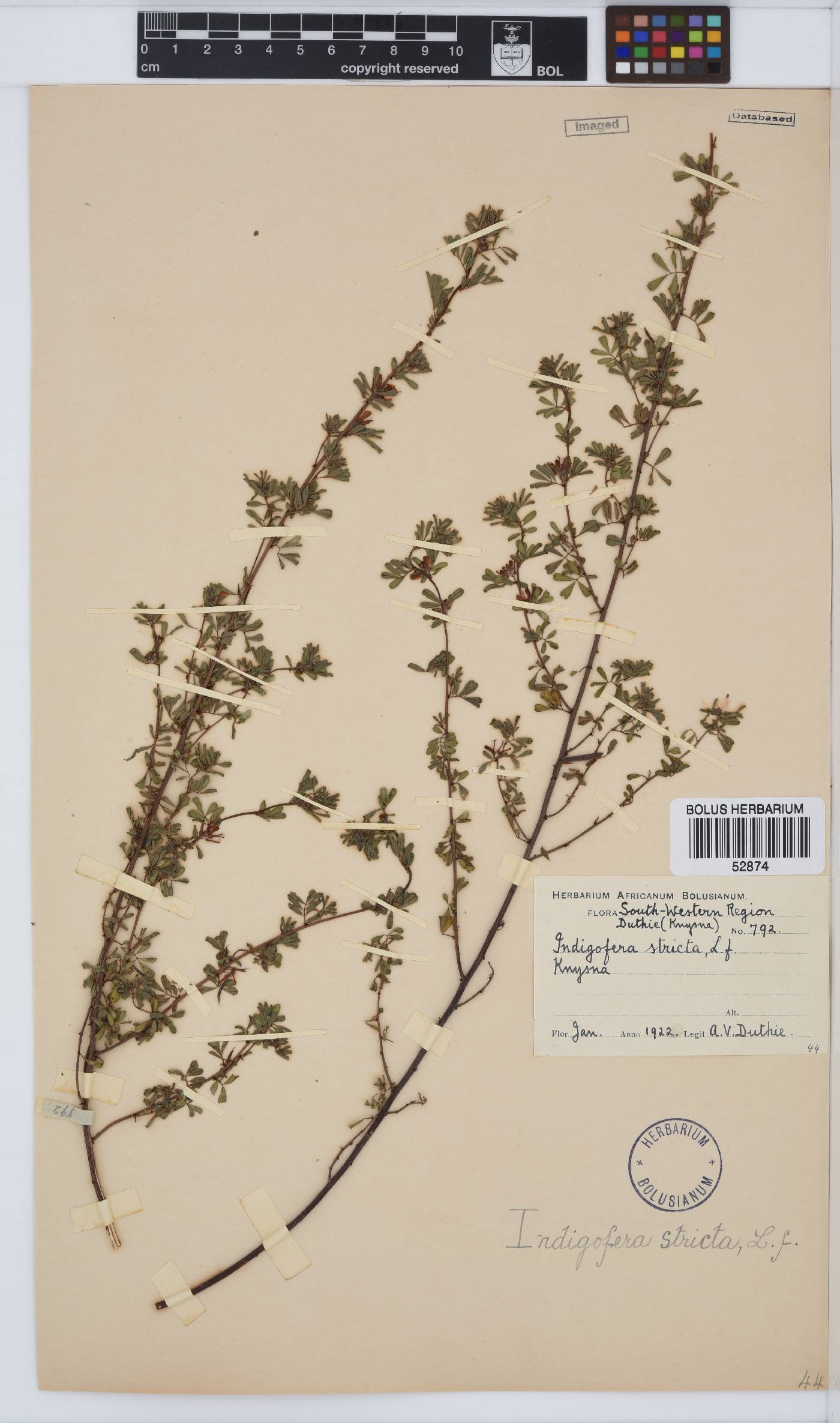Indigofera stricta image