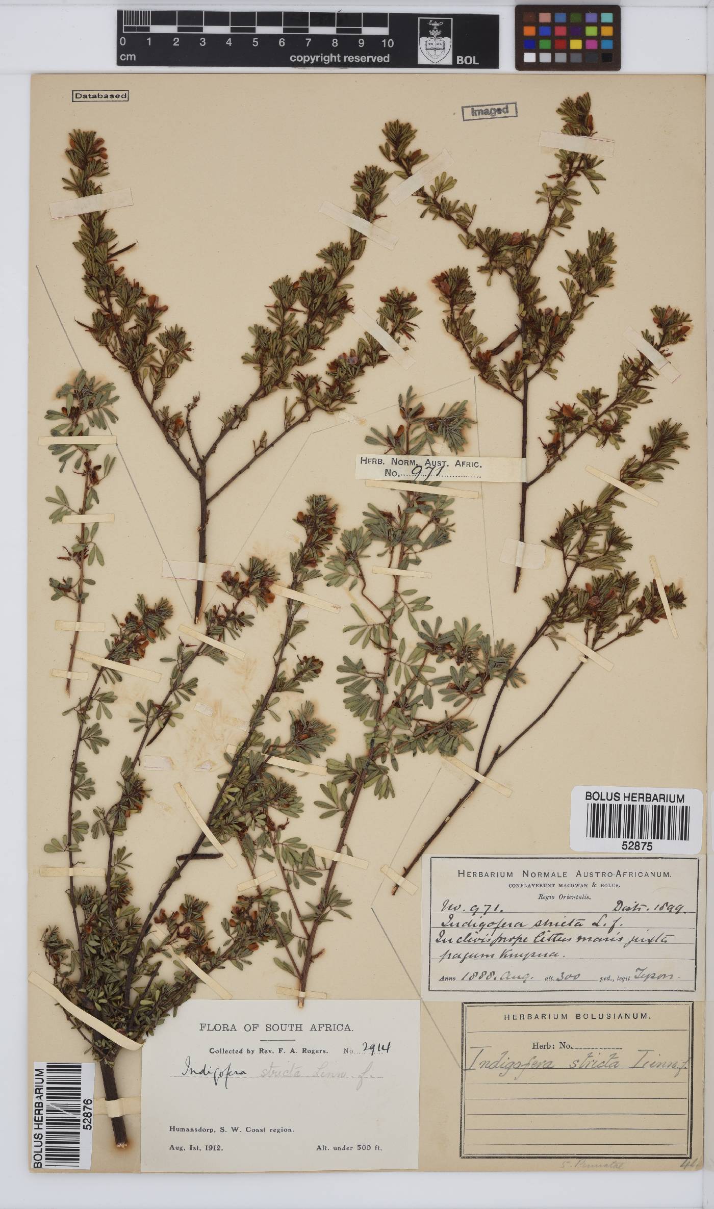 Indigofera stricta image